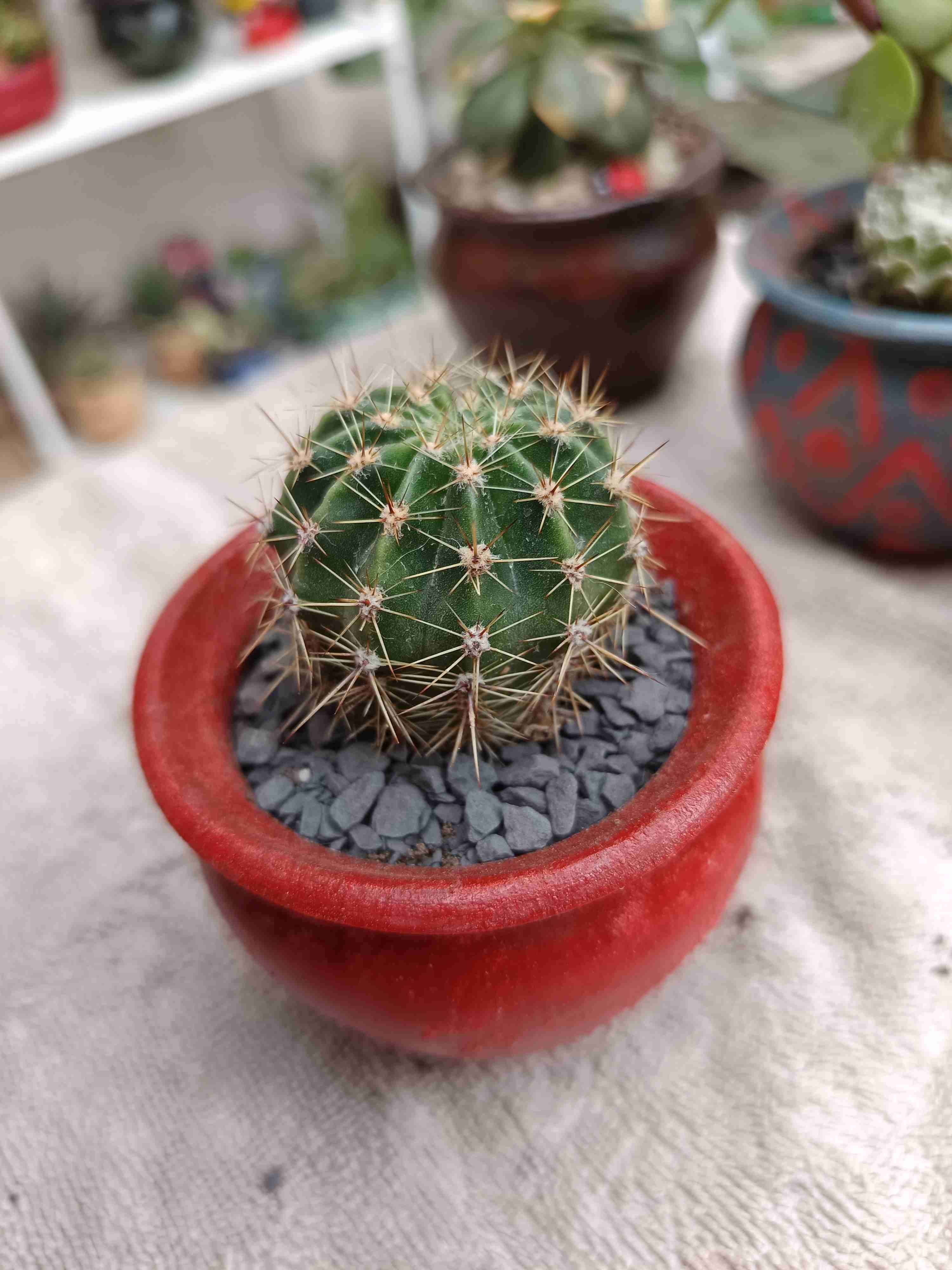 Cactus en maceta de barro. Regalo mamá - miniatura 4