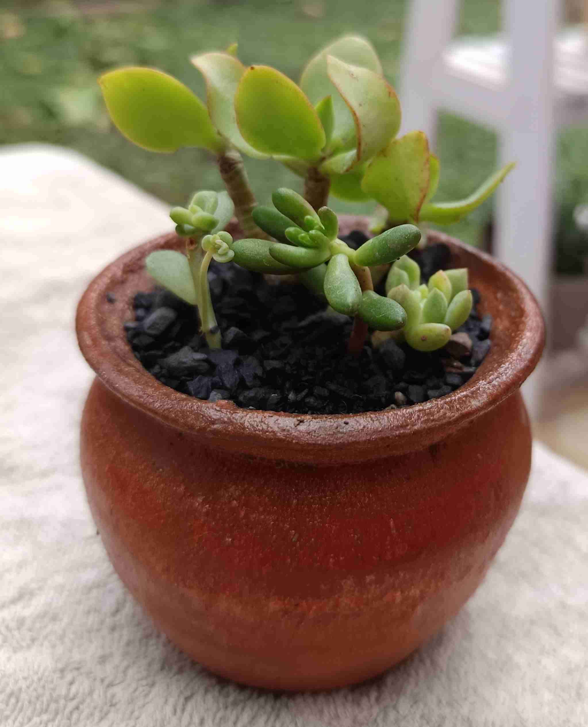 Macetero con suculentas. Mini jardín. Regalo. - miniatura 2