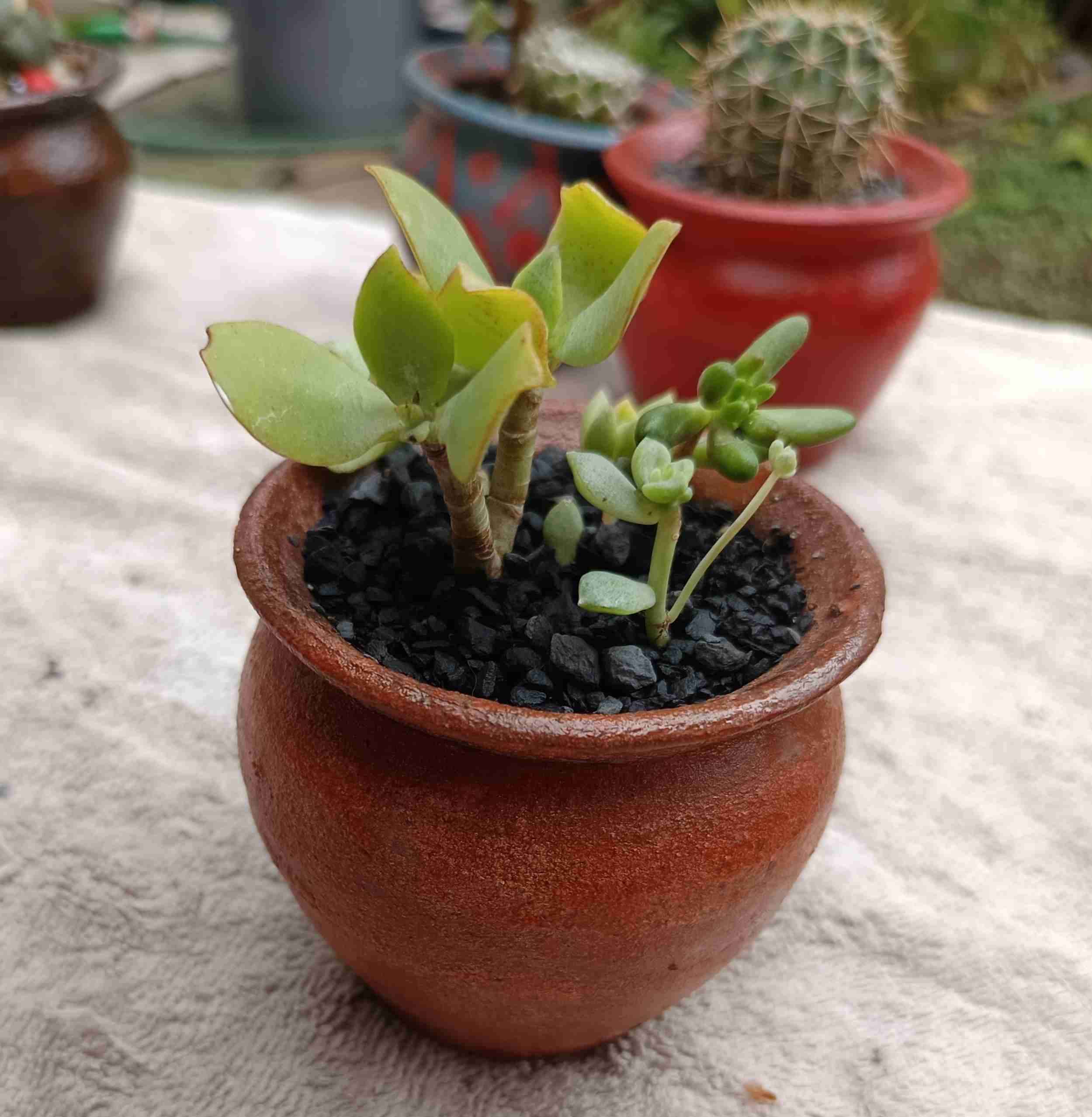 Macetero con suculentas. Mini jardín. Regalo. - miniatura 3