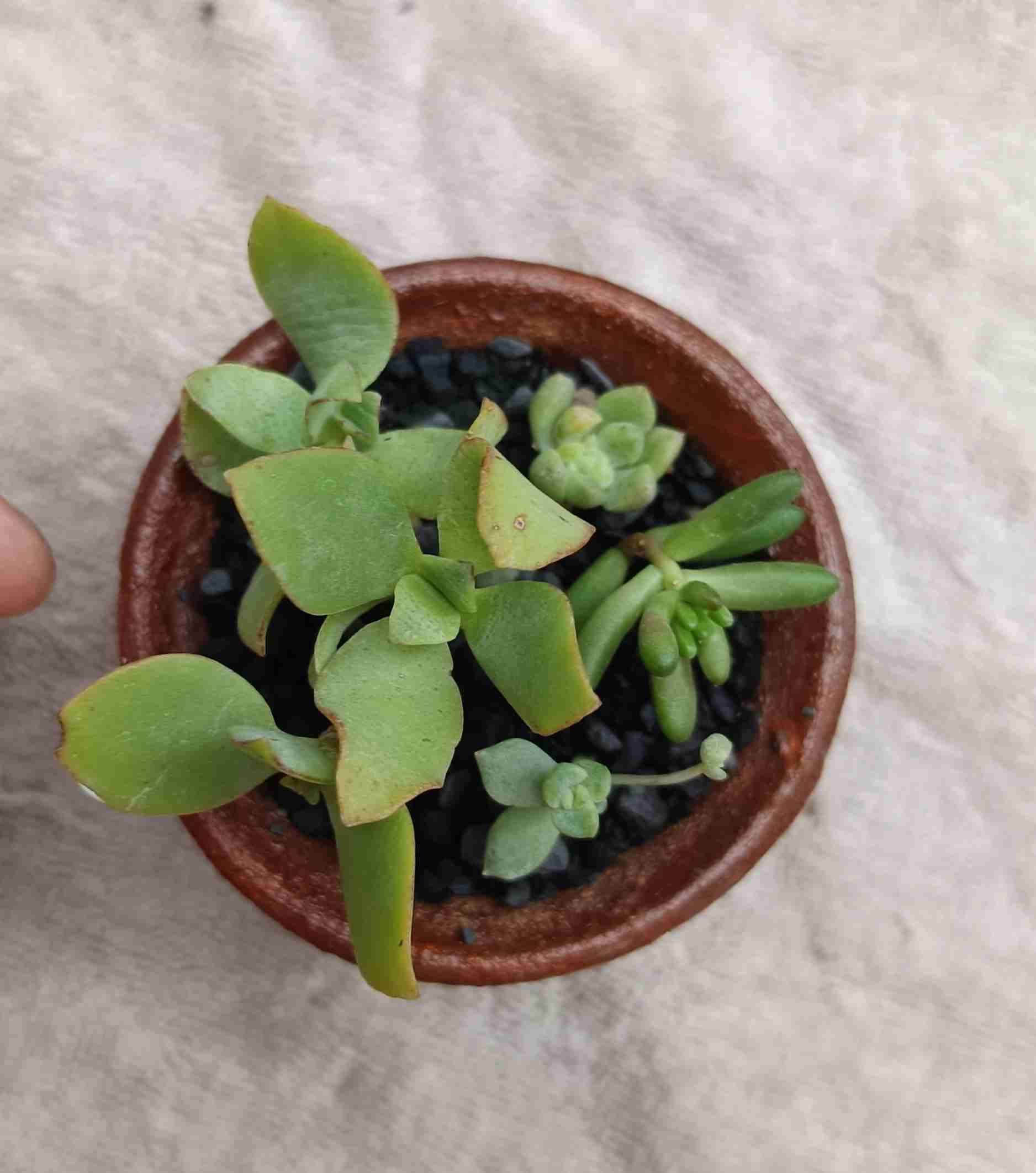 Macetero con suculentas. Mini jardín. Regalo. - miniatura 4