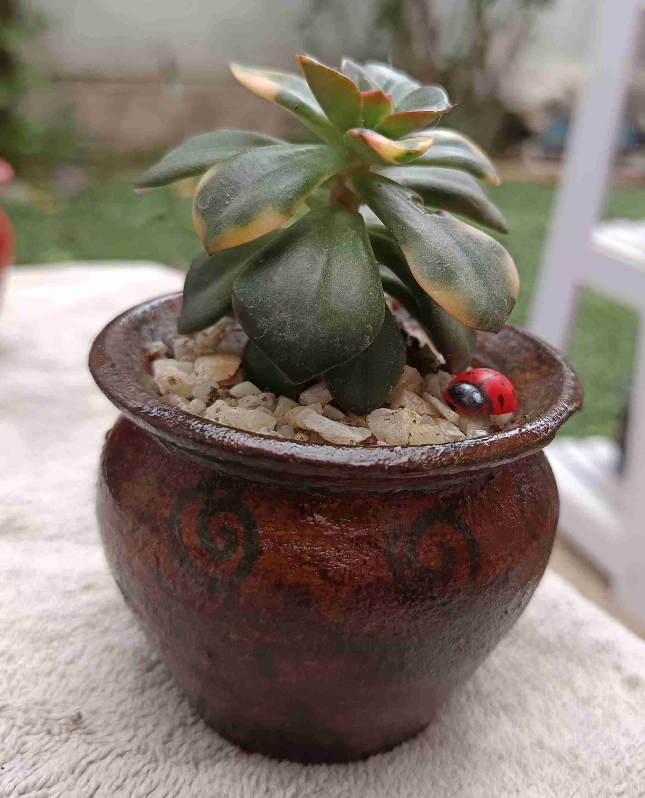 Suculenta en maceta decorativa. Regalo mamá - miniatura 1