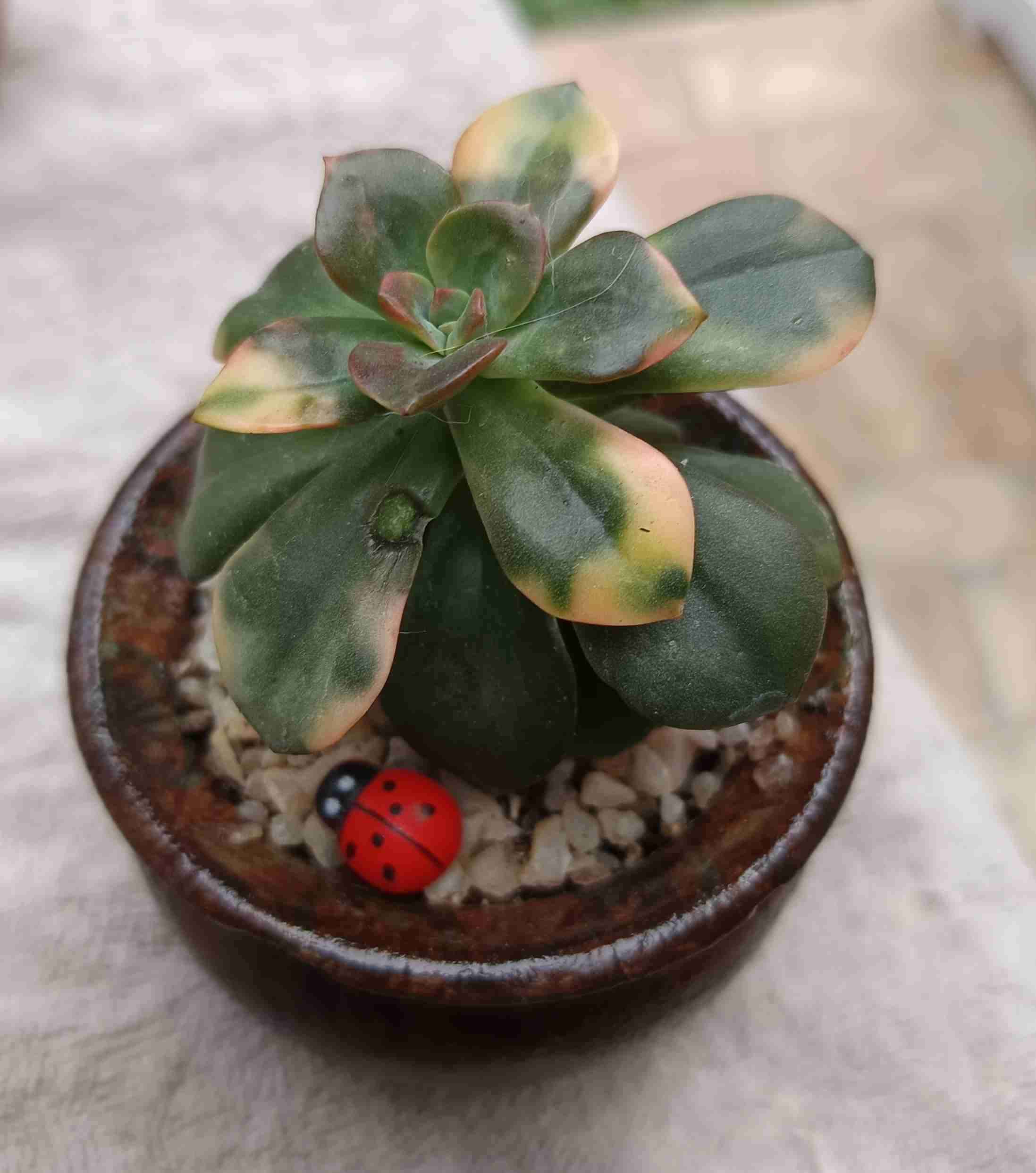 Suculenta en maceta decorativa. Regalo mamá - miniatura 2