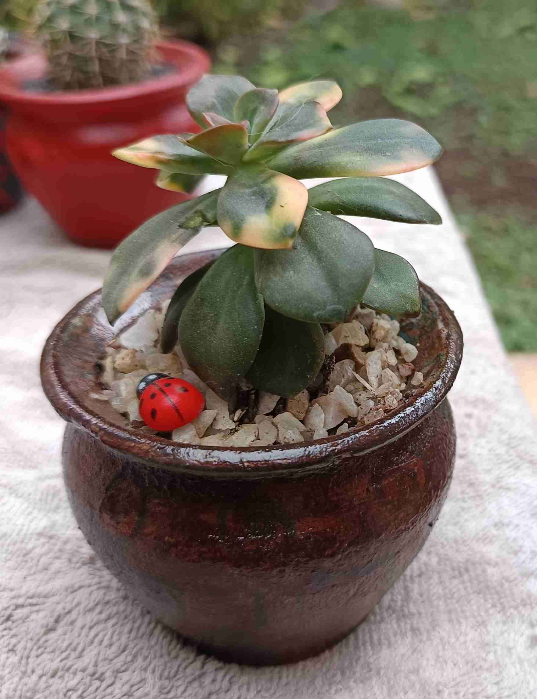 Suculenta en maceta decorativa. Regalo mamá - miniatura 3