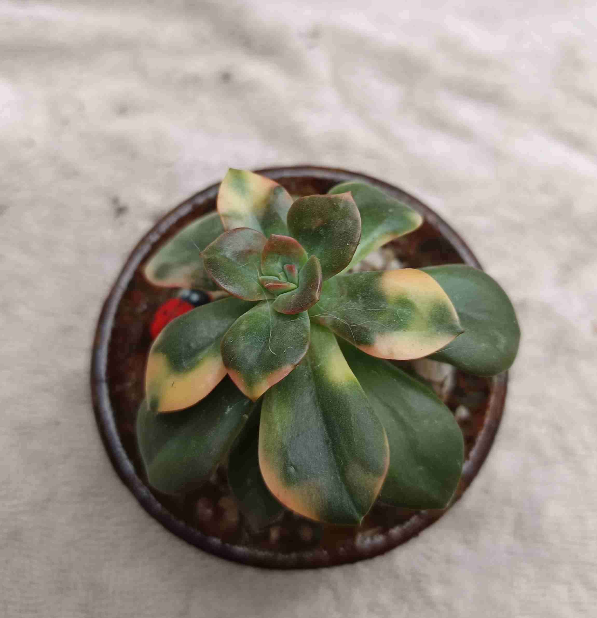 Suculenta en maceta decorativa. Regalo mamá - miniatura 4