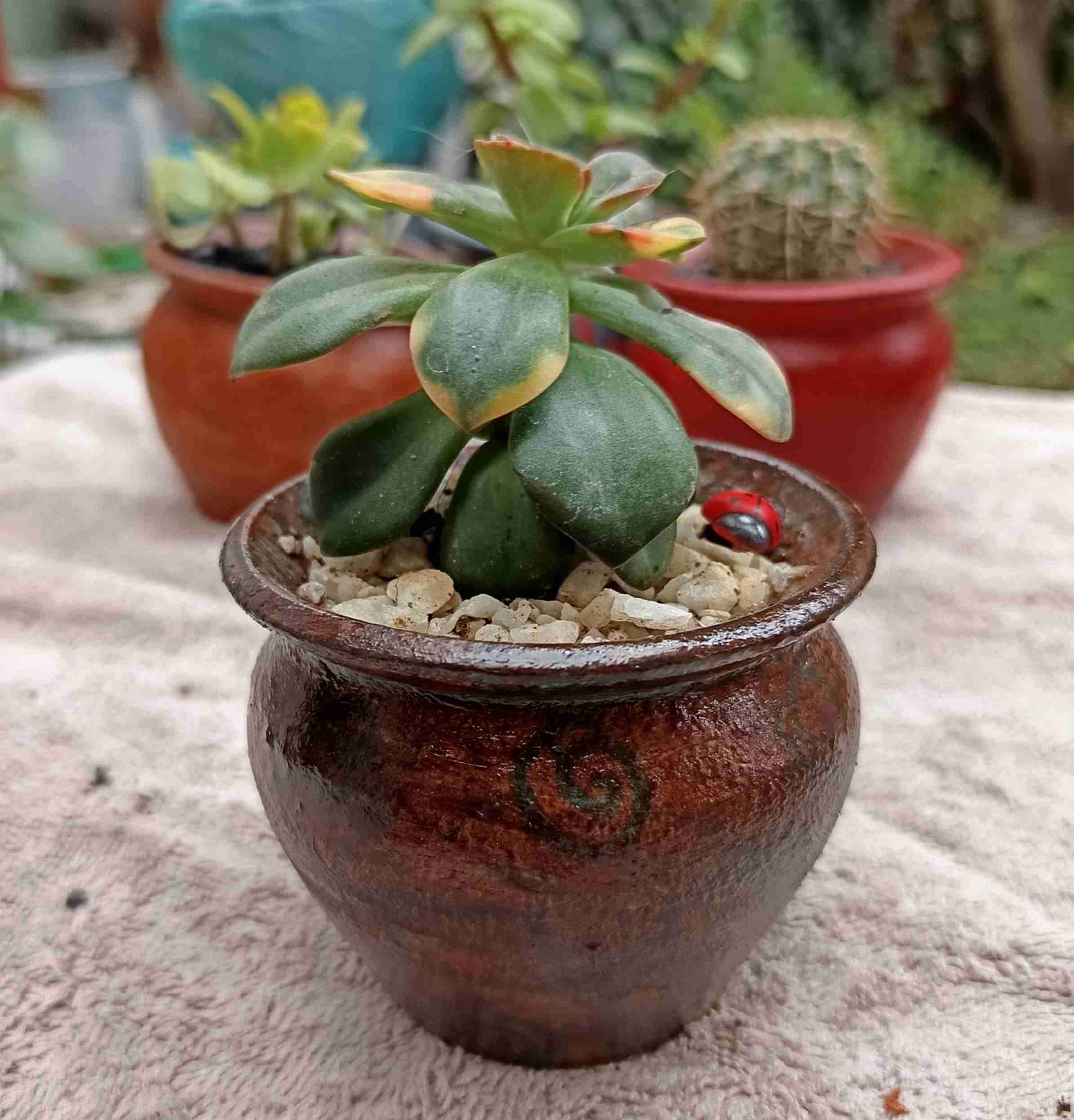 Suculenta en maceta decorativa. Regalo mamá - miniatura 5