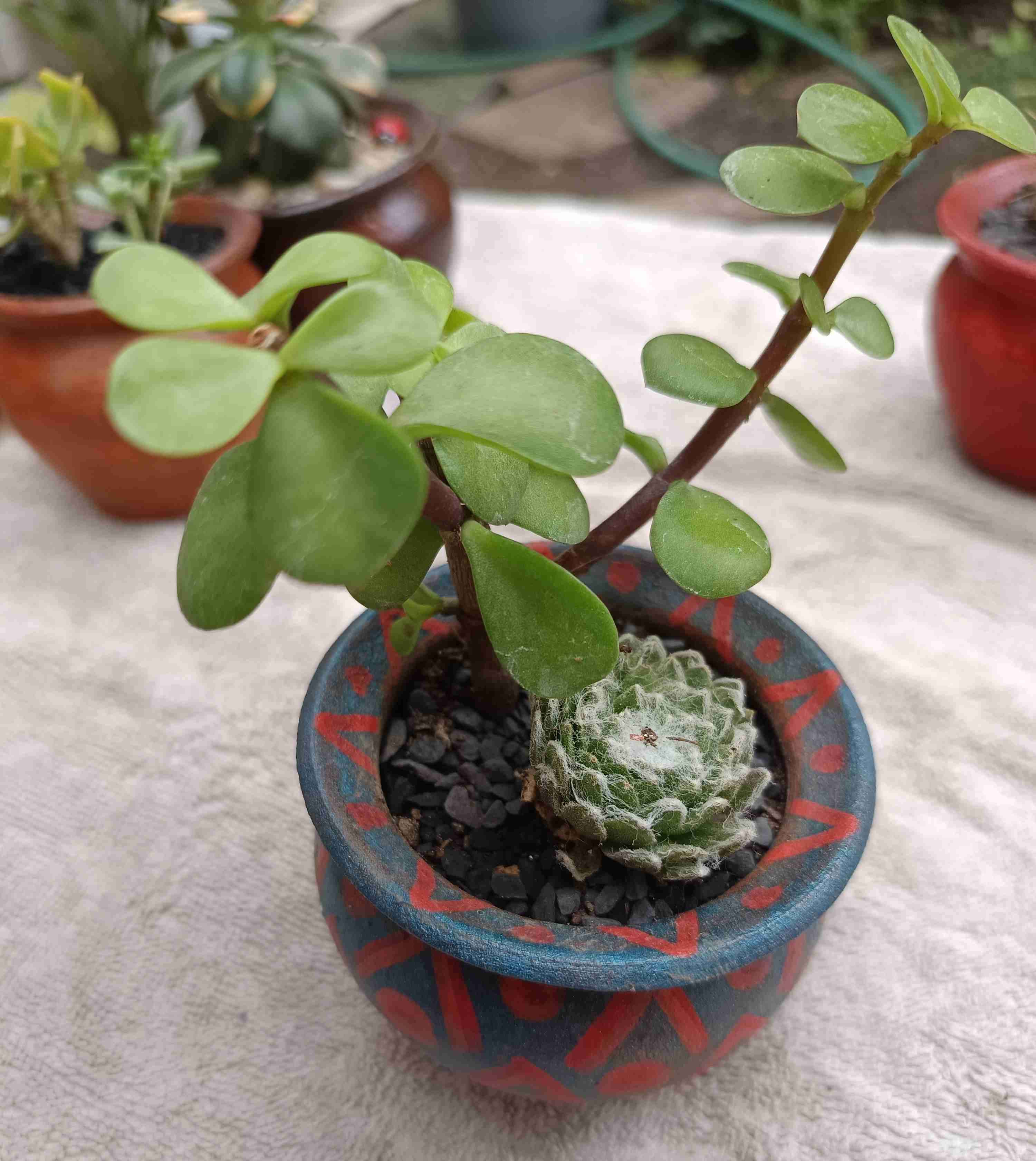 Maceta de barro con planta suculenta. Regalo mamá - miniatura 3