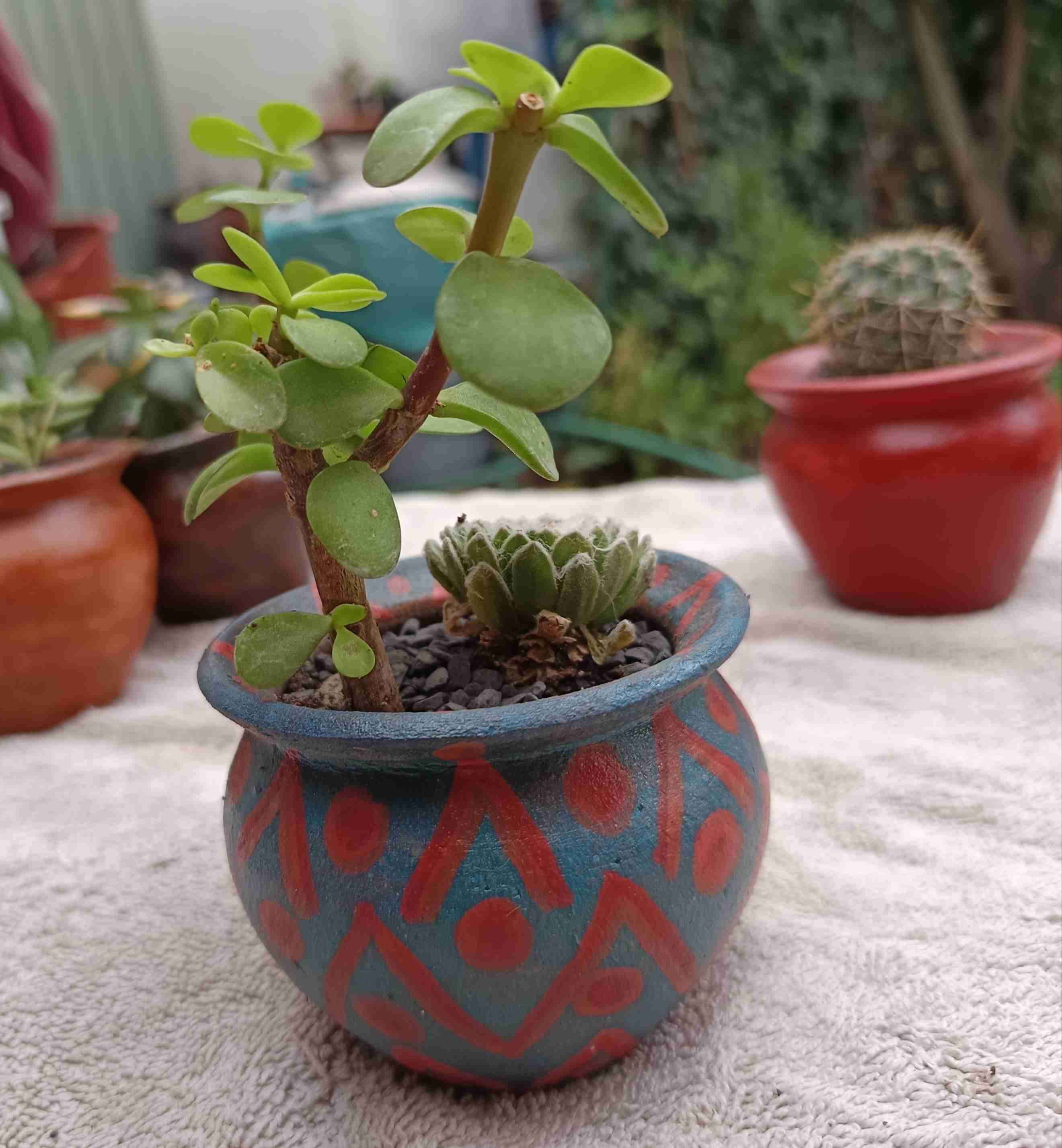 Maceta de barro con planta suculenta. Regalo mamá - miniatura 4