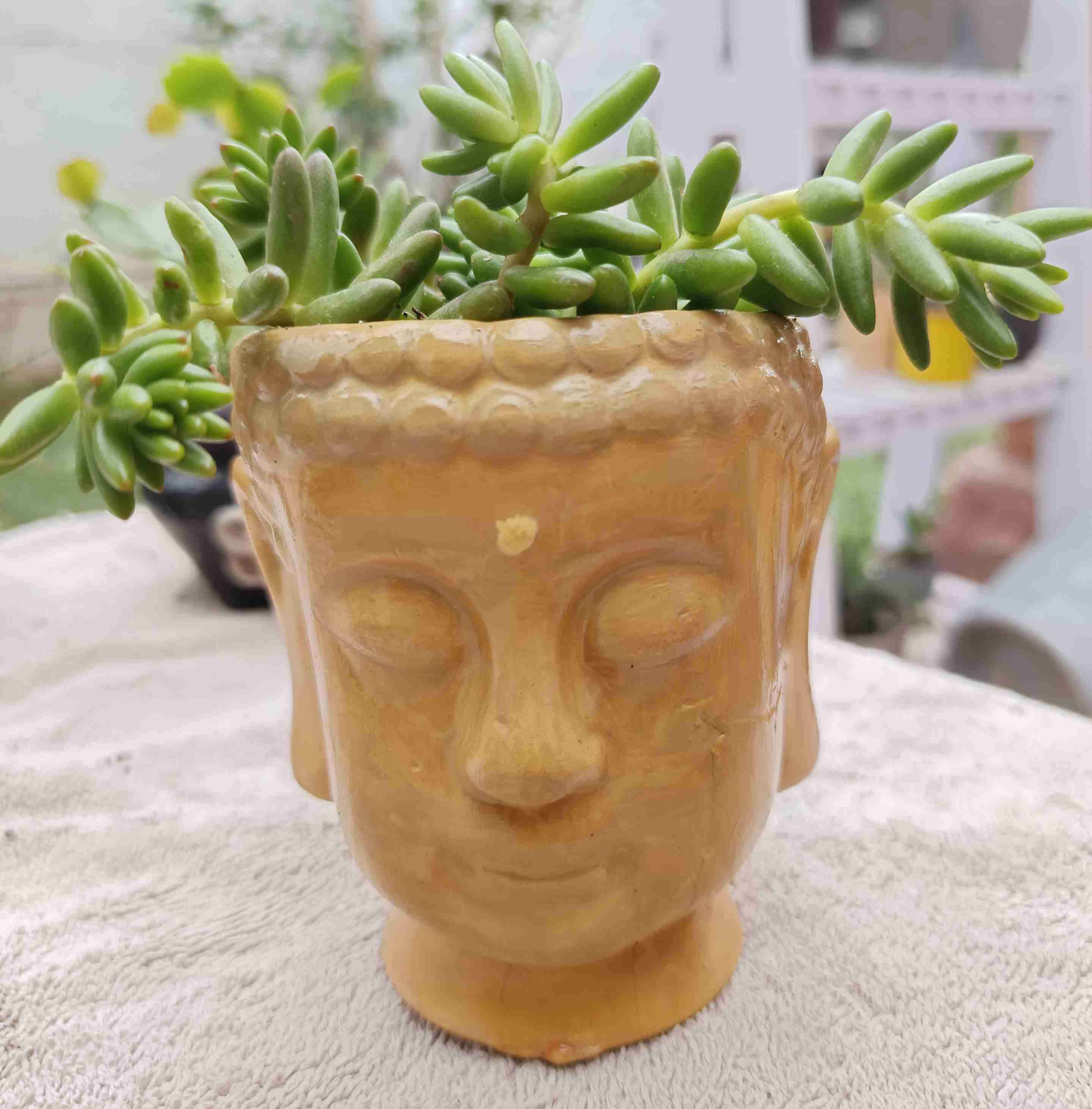 Maceta Cabeza Buda con Suculentas - miniatura 1