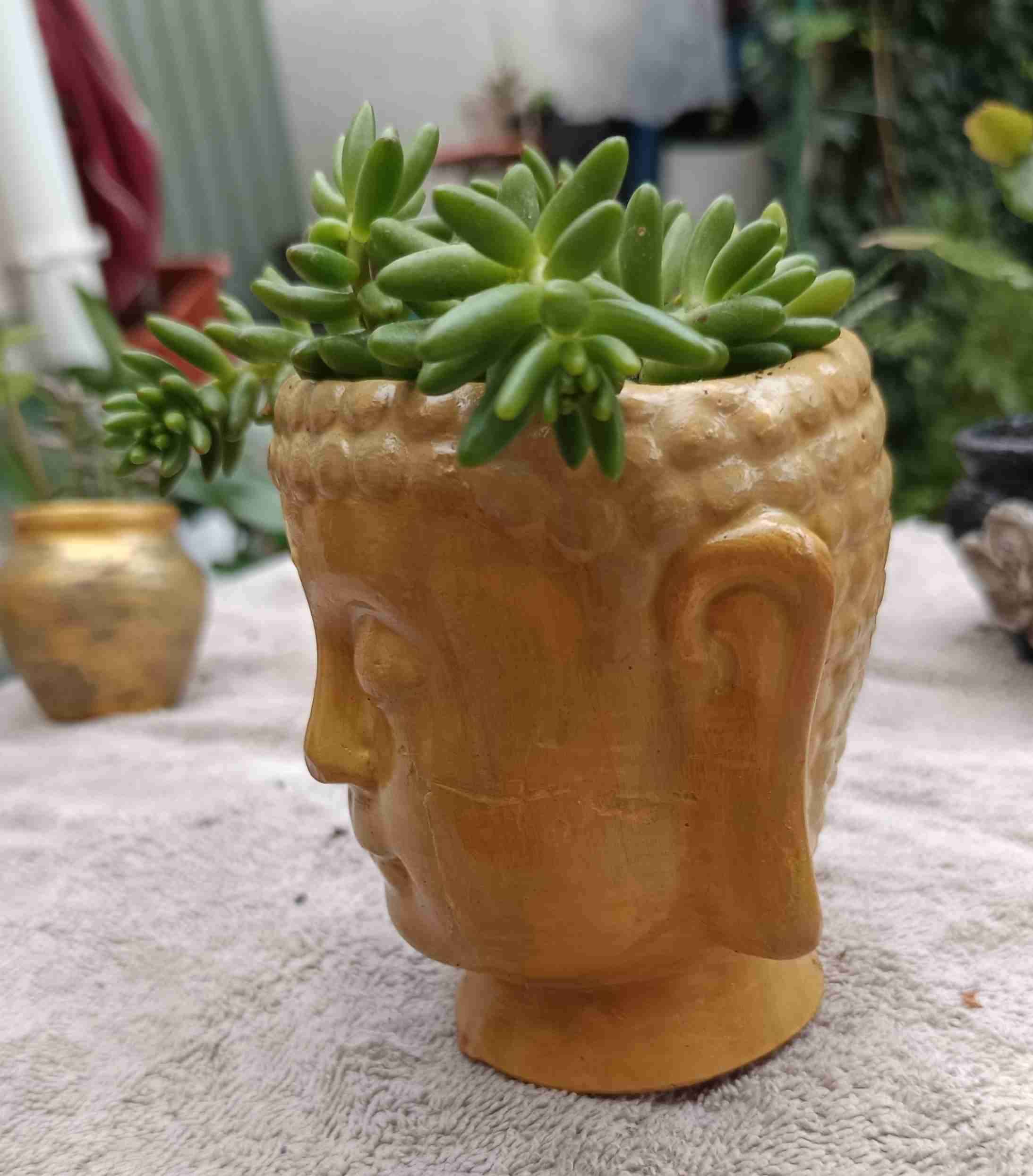 Maceta Cabeza Buda con Suculentas - miniatura 2