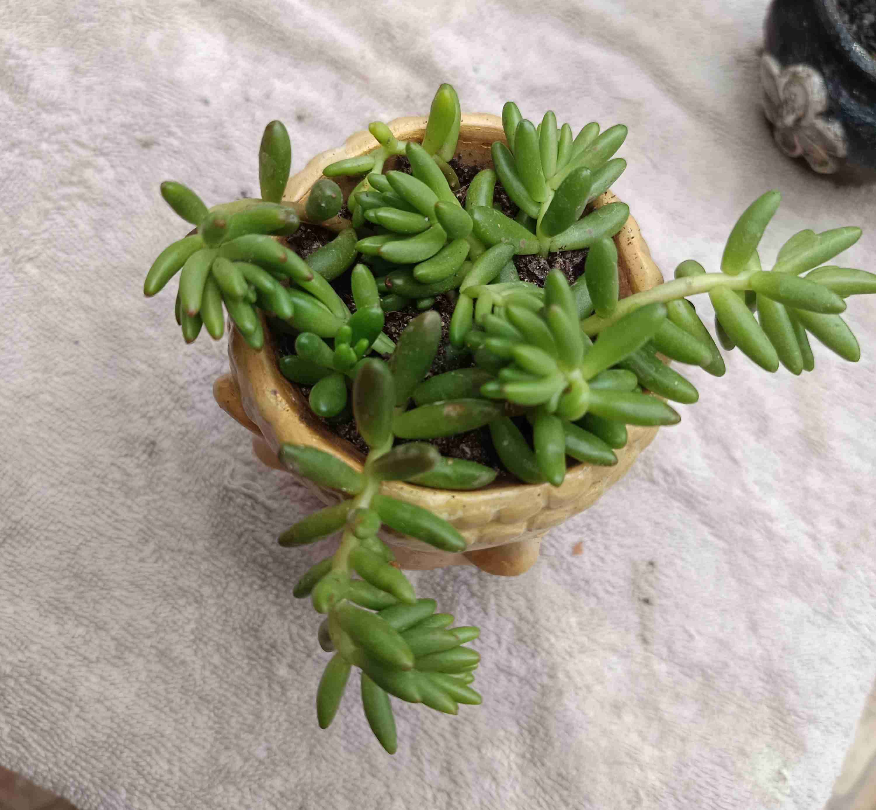 Maceta Cabeza Buda con Suculentas - miniatura 3