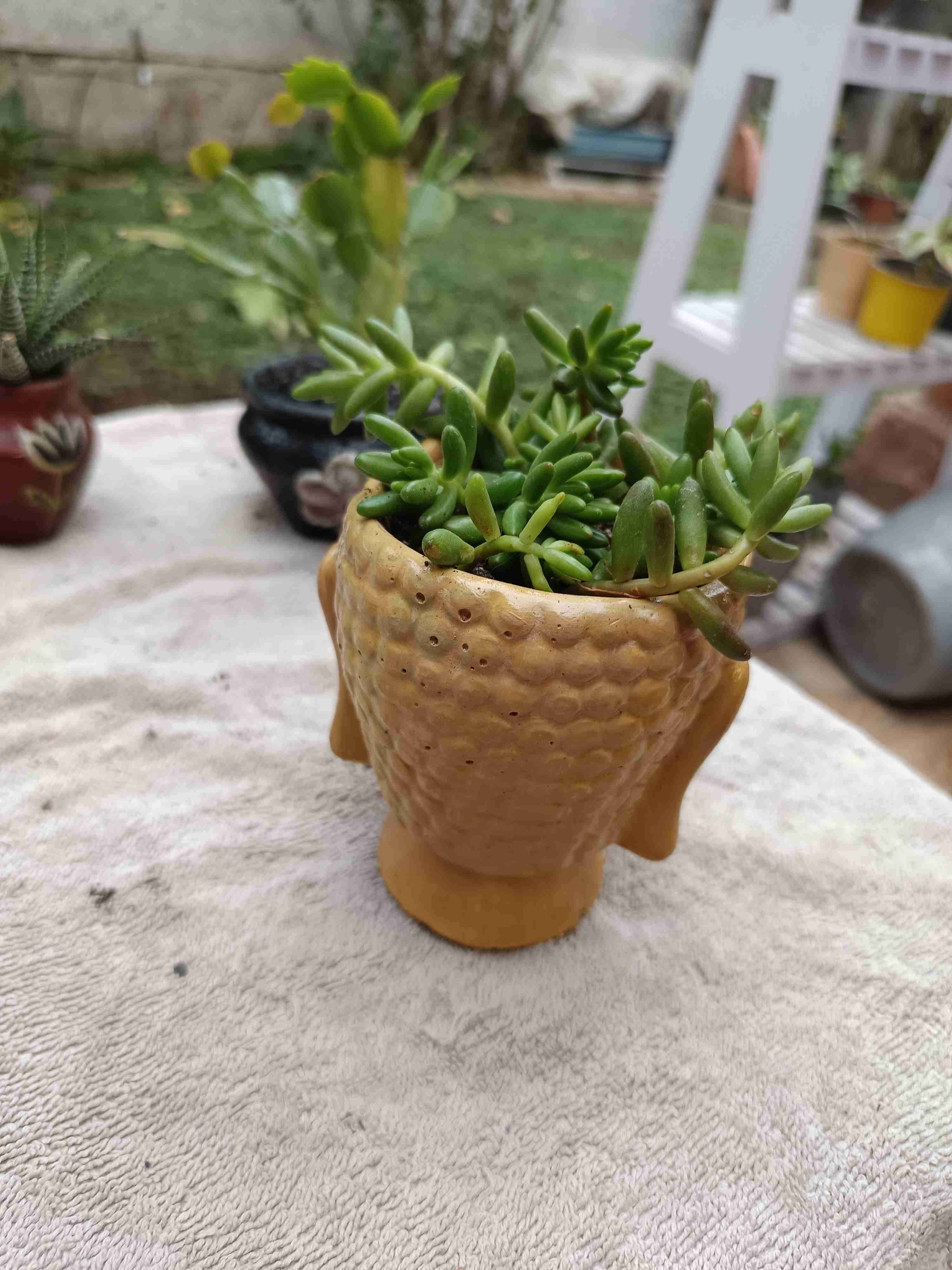 Maceta Cabeza Buda con Suculentas - miniatura 4