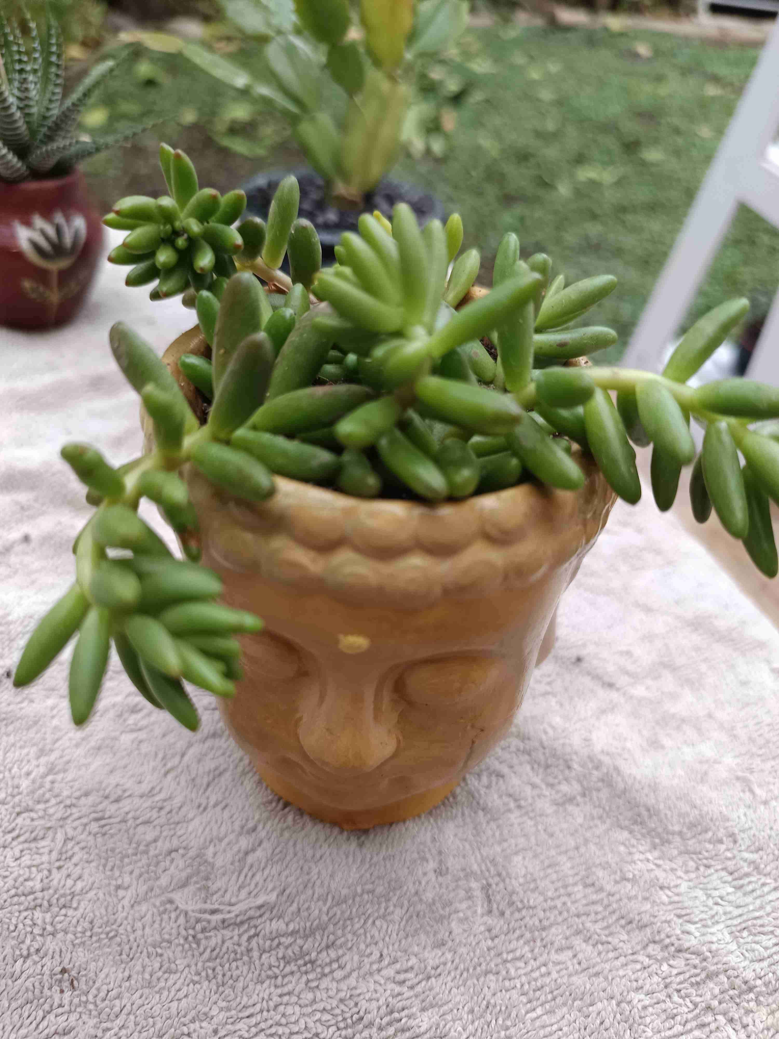 Maceta Cabeza Buda con Suculentas - miniatura 5