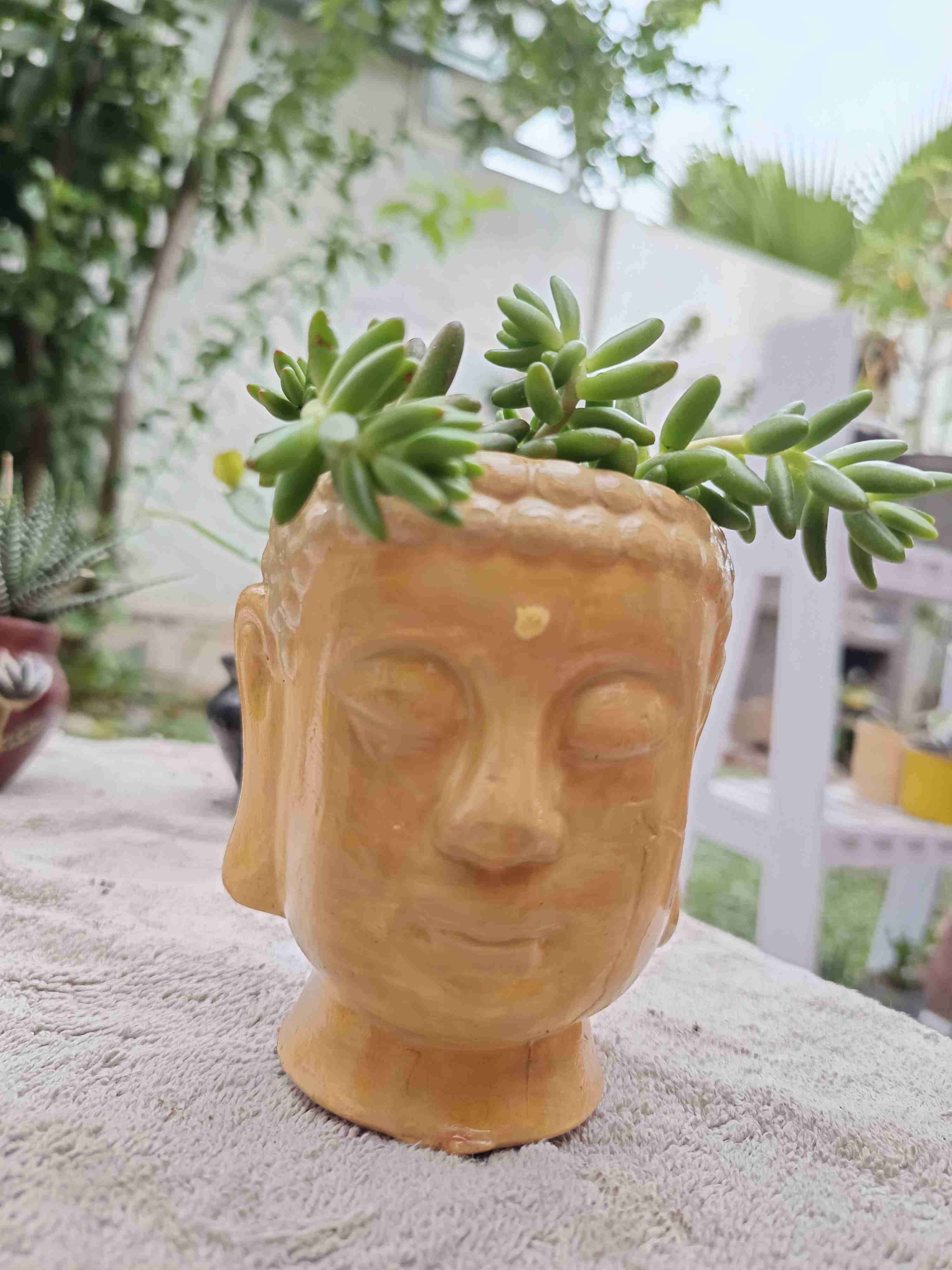 Maceta Cabeza Buda con Suculentas - miniatura 6