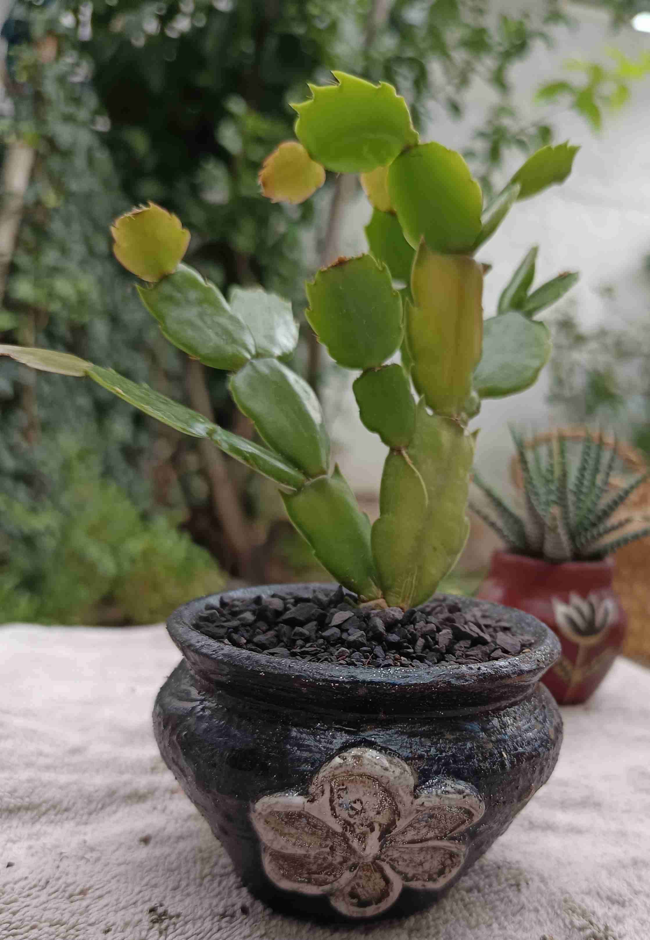 Cactus en maceta decorativa. Regalo mamá - miniatura 1