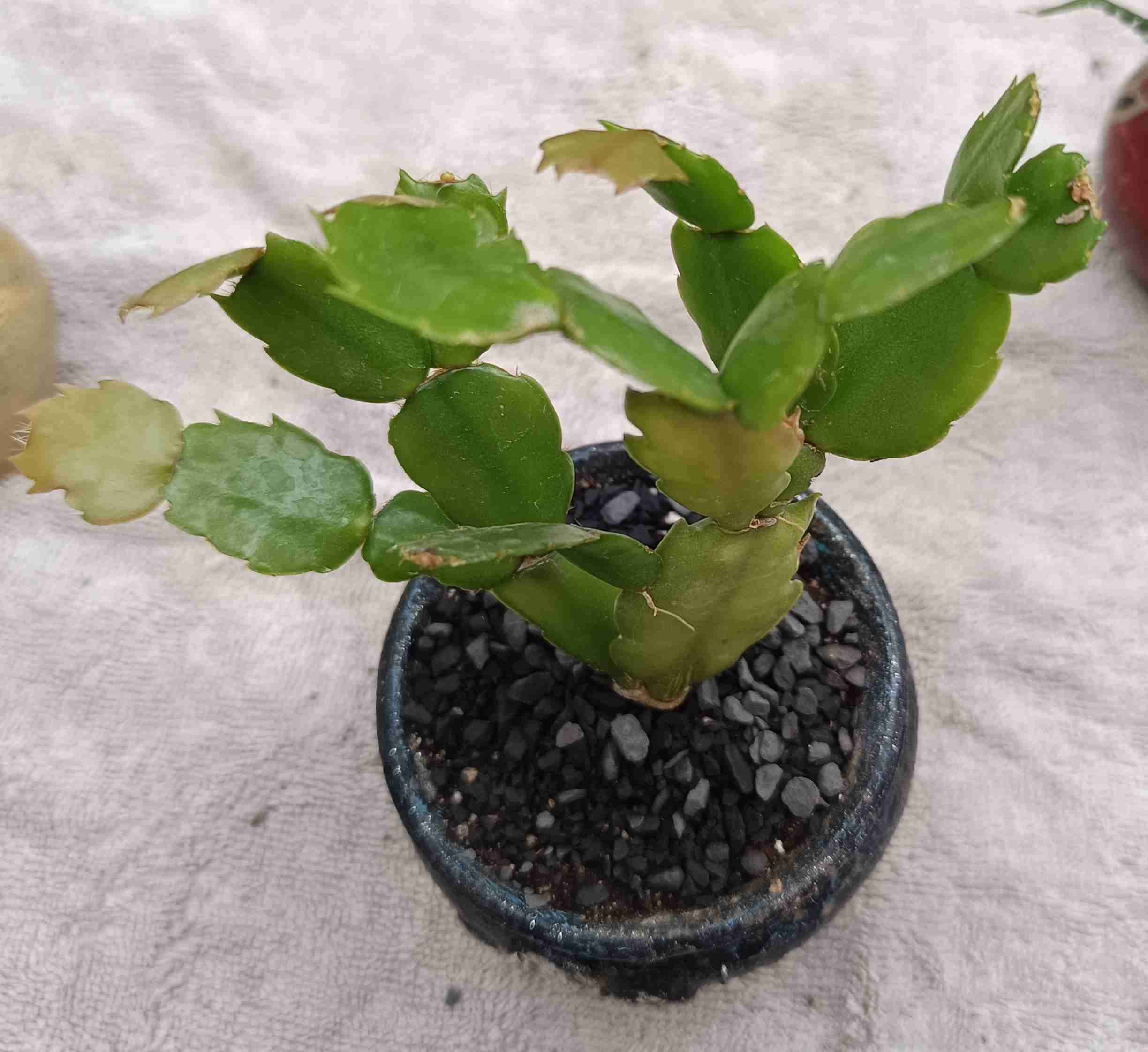 Cactus en maceta decorativa. Regalo mamá - miniatura 2