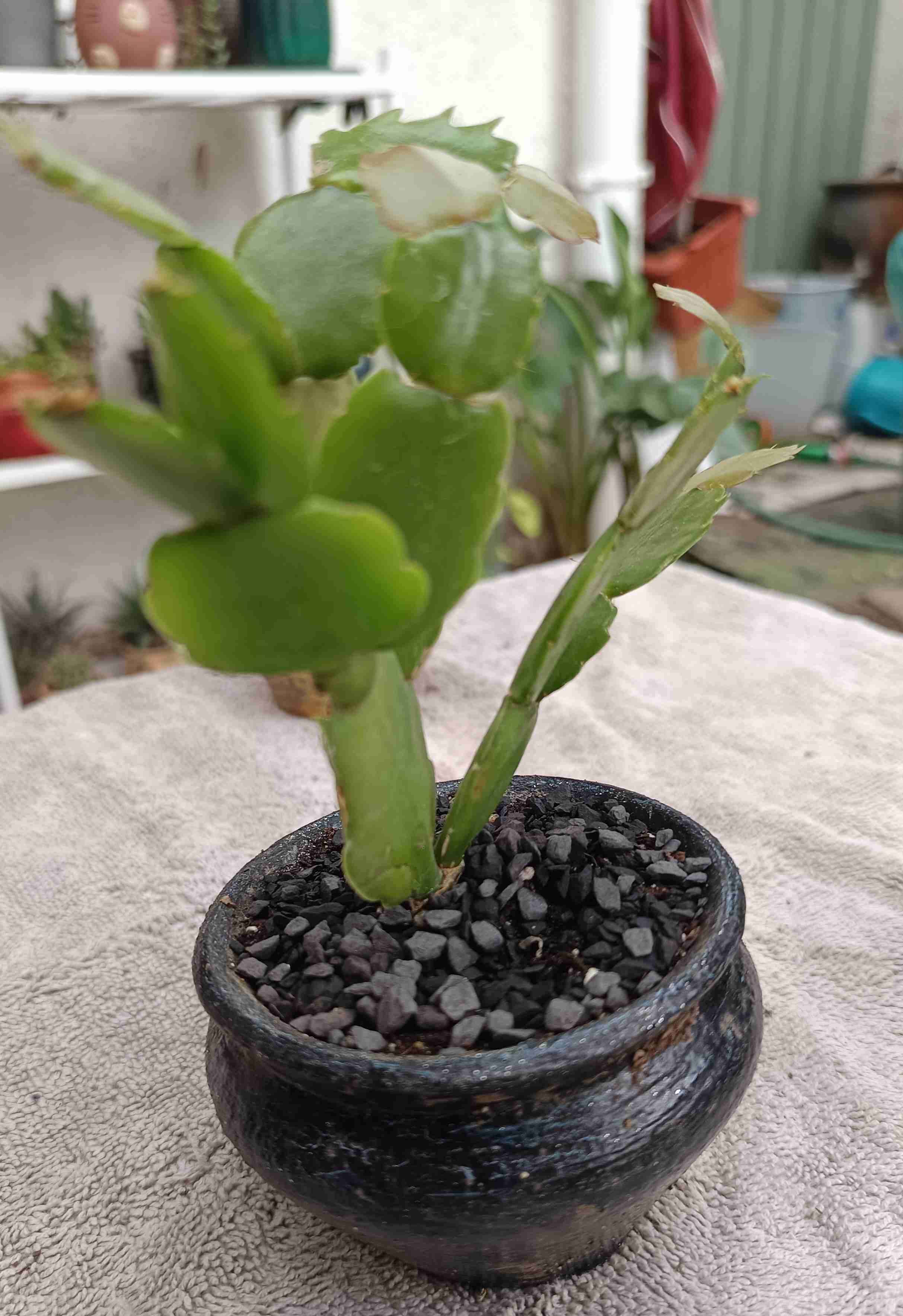 Cactus en maceta decorativa. Regalo mamá - miniatura 3
