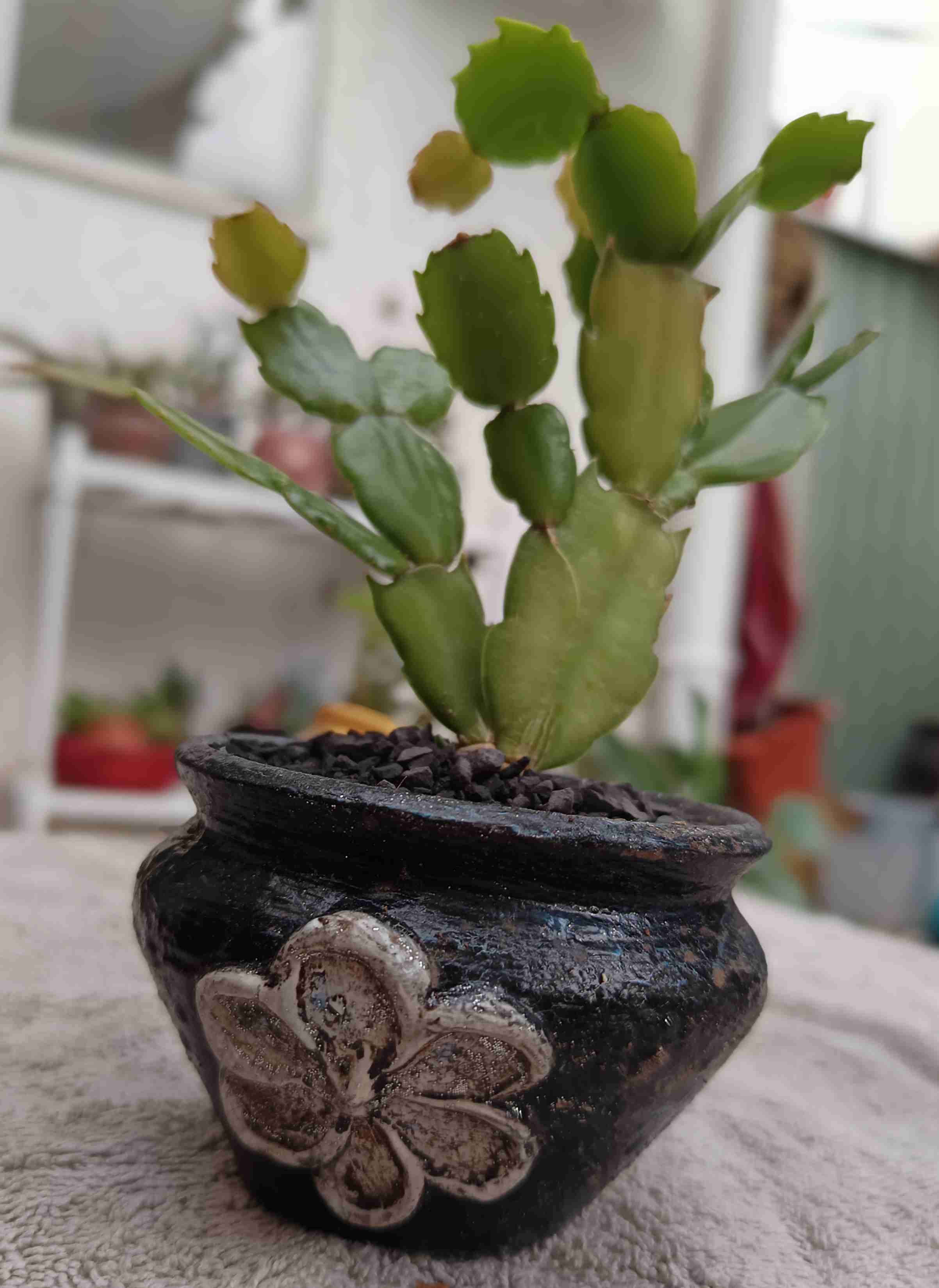 Cactus en maceta decorativa. Regalo mamá - miniatura 4