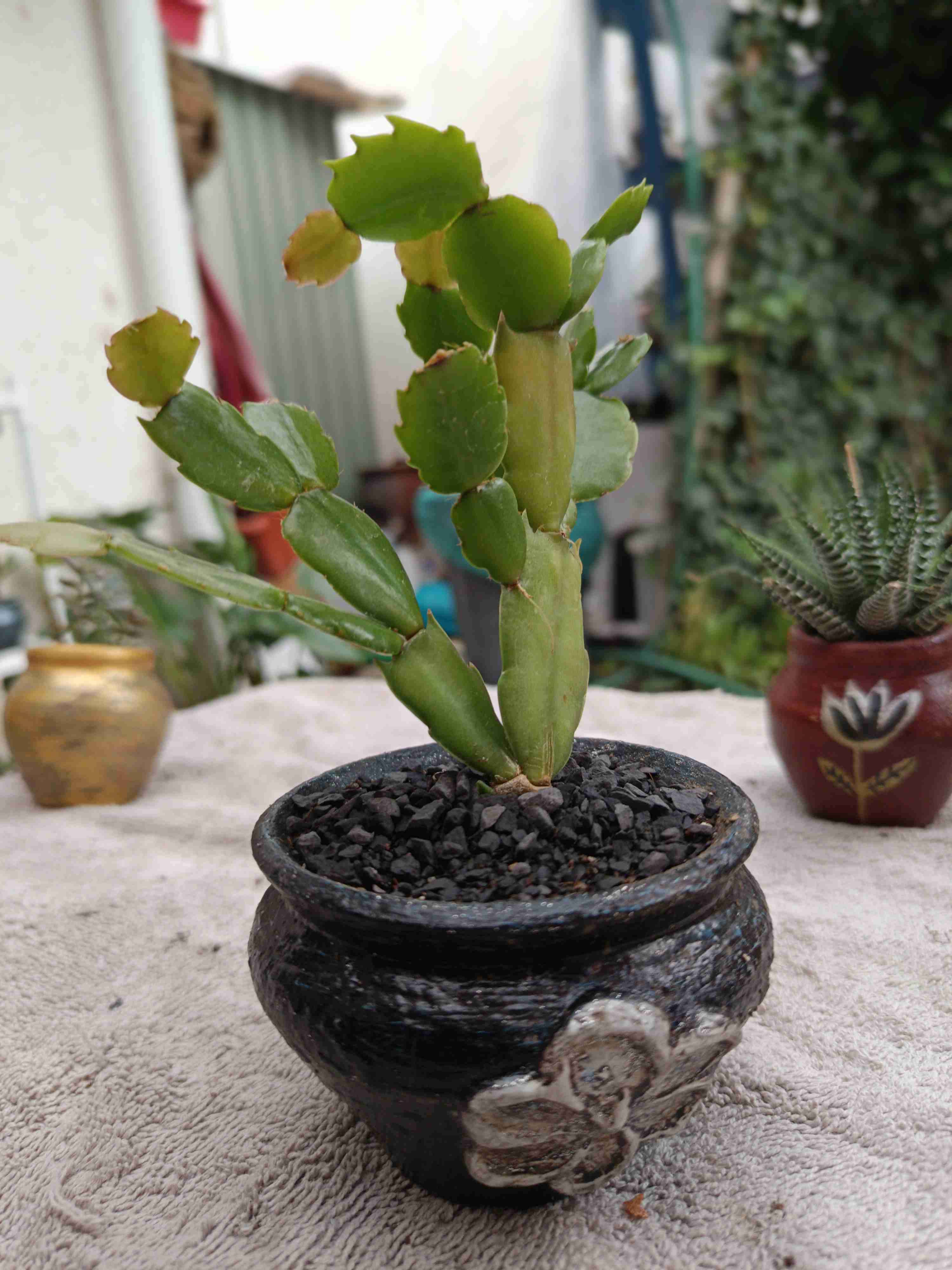 Cactus en maceta decorativa. Regalo mamá - miniatura 5