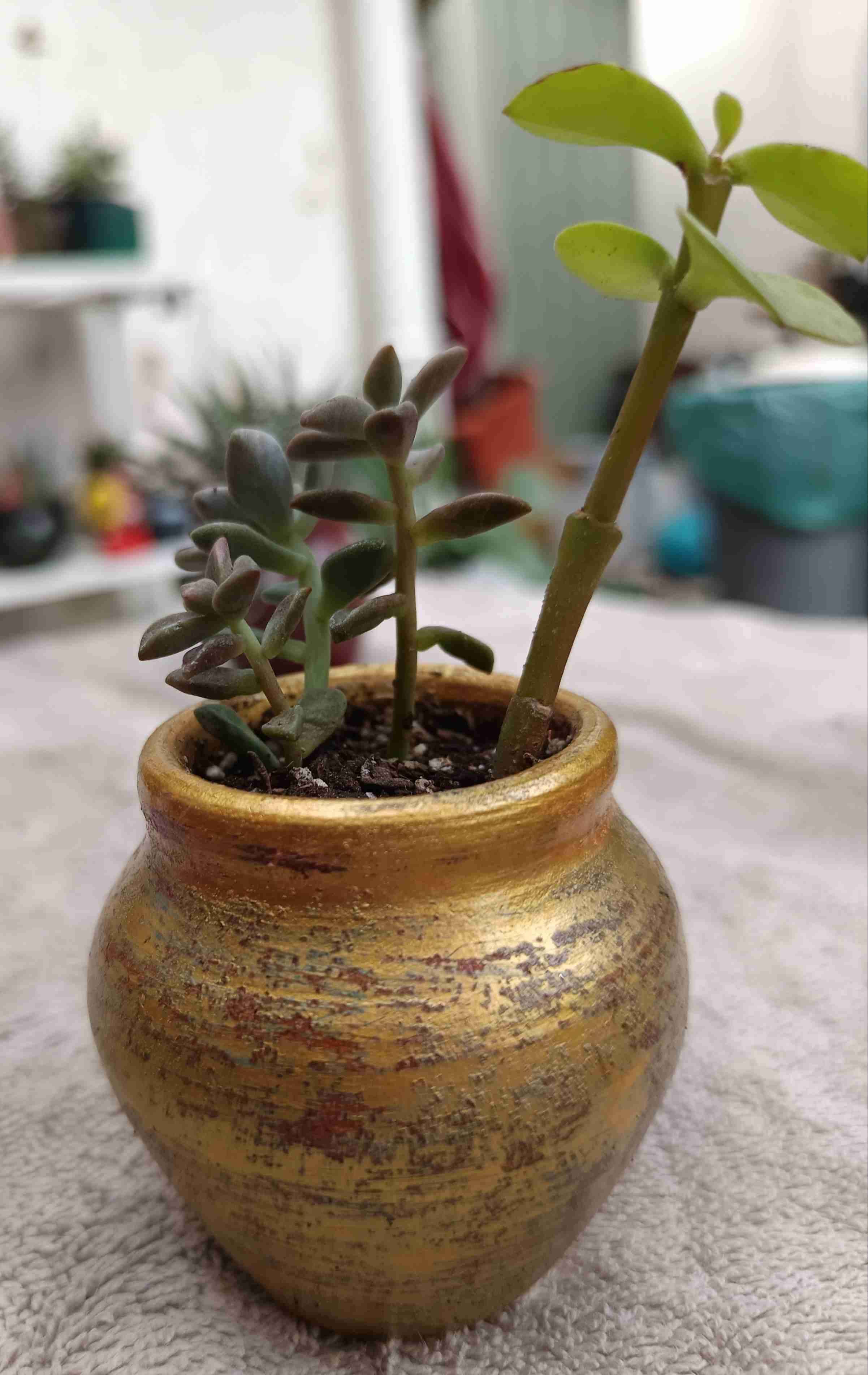 Macetero pequeño con suculenta. Regalo mamá