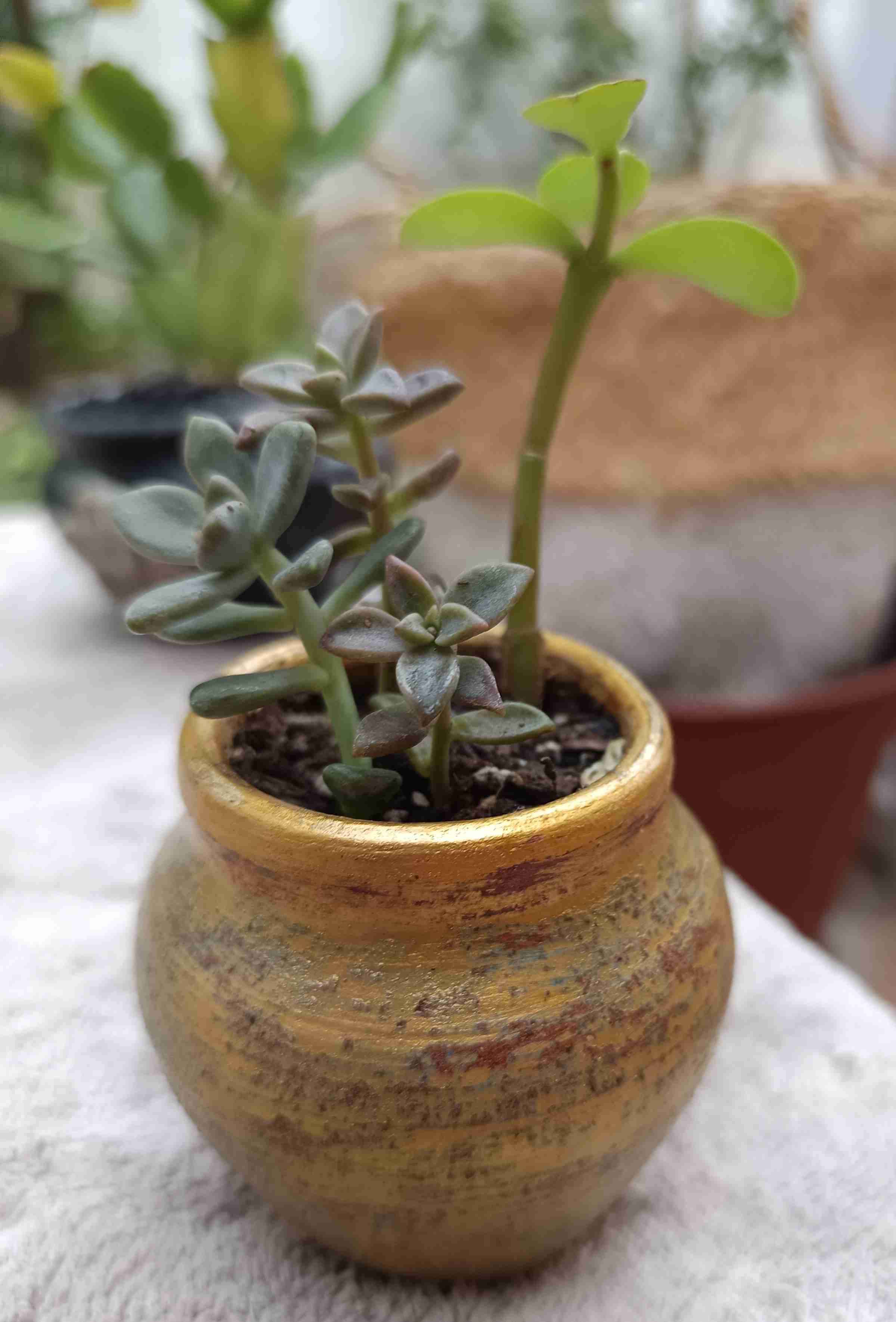 Macetero pequeño con suculenta. Regalo mamá - miniatura 2