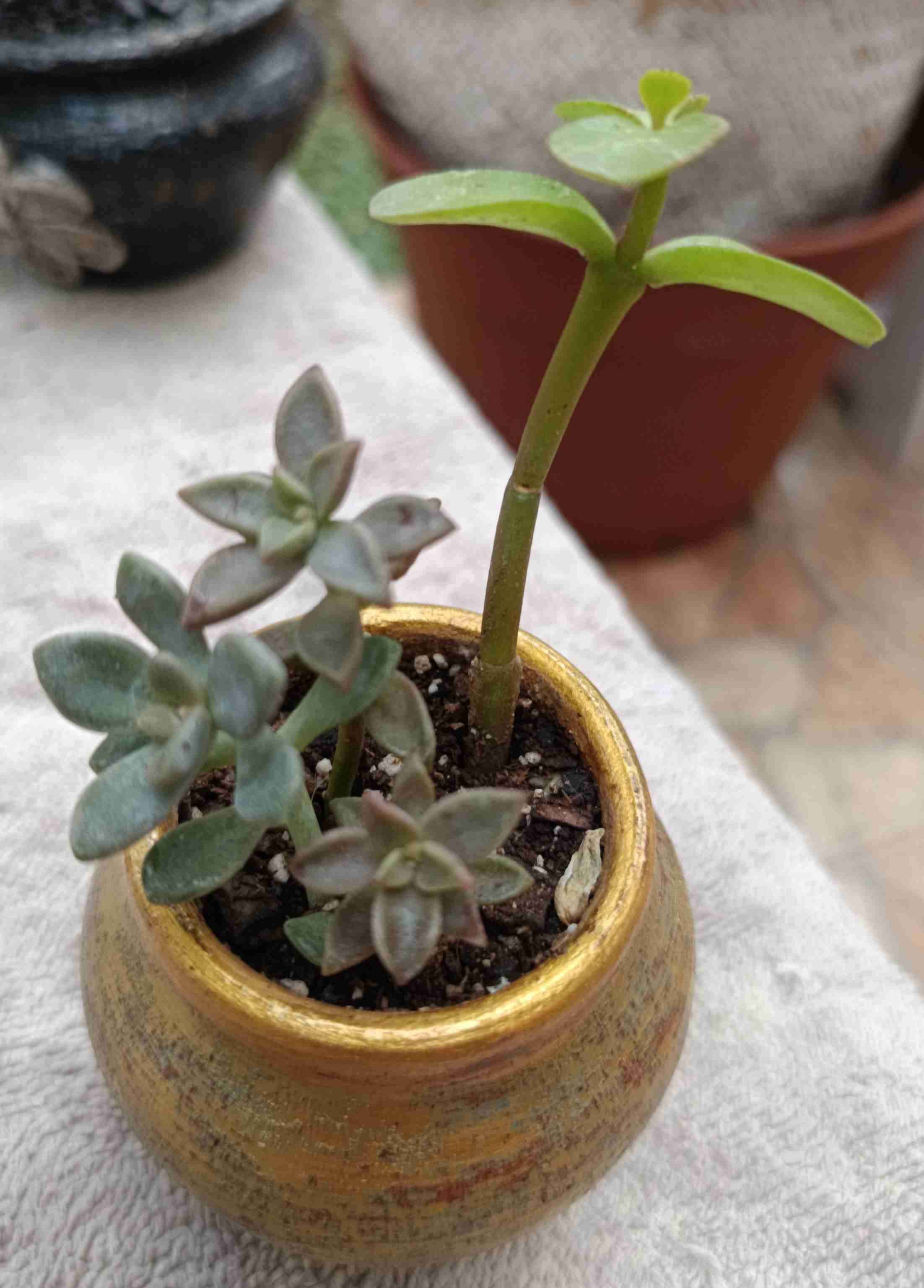 Macetero pequeño con suculenta. Regalo mamá - miniatura 3