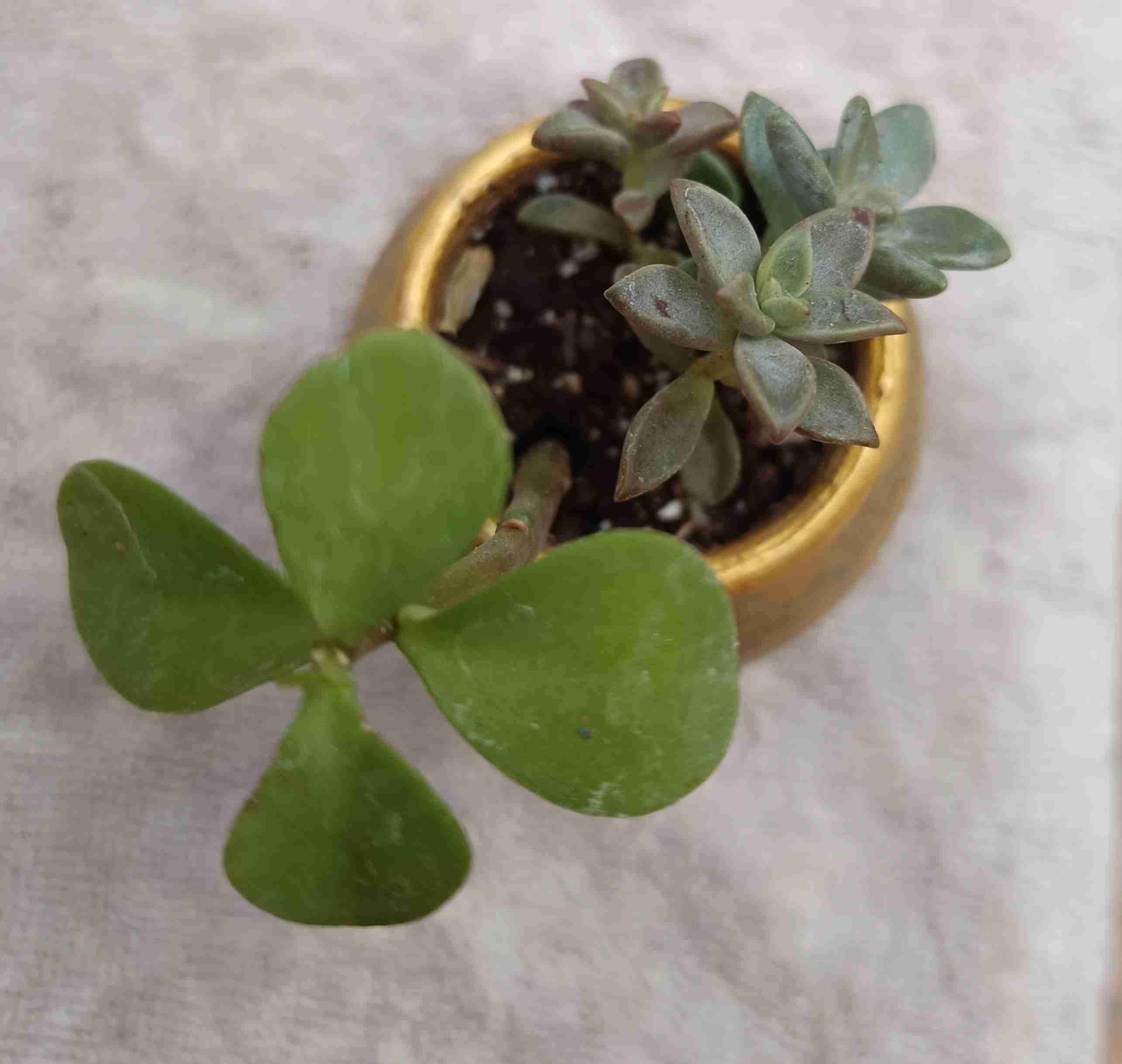 Macetero pequeño con suculenta. Regalo mamá - miniatura 4