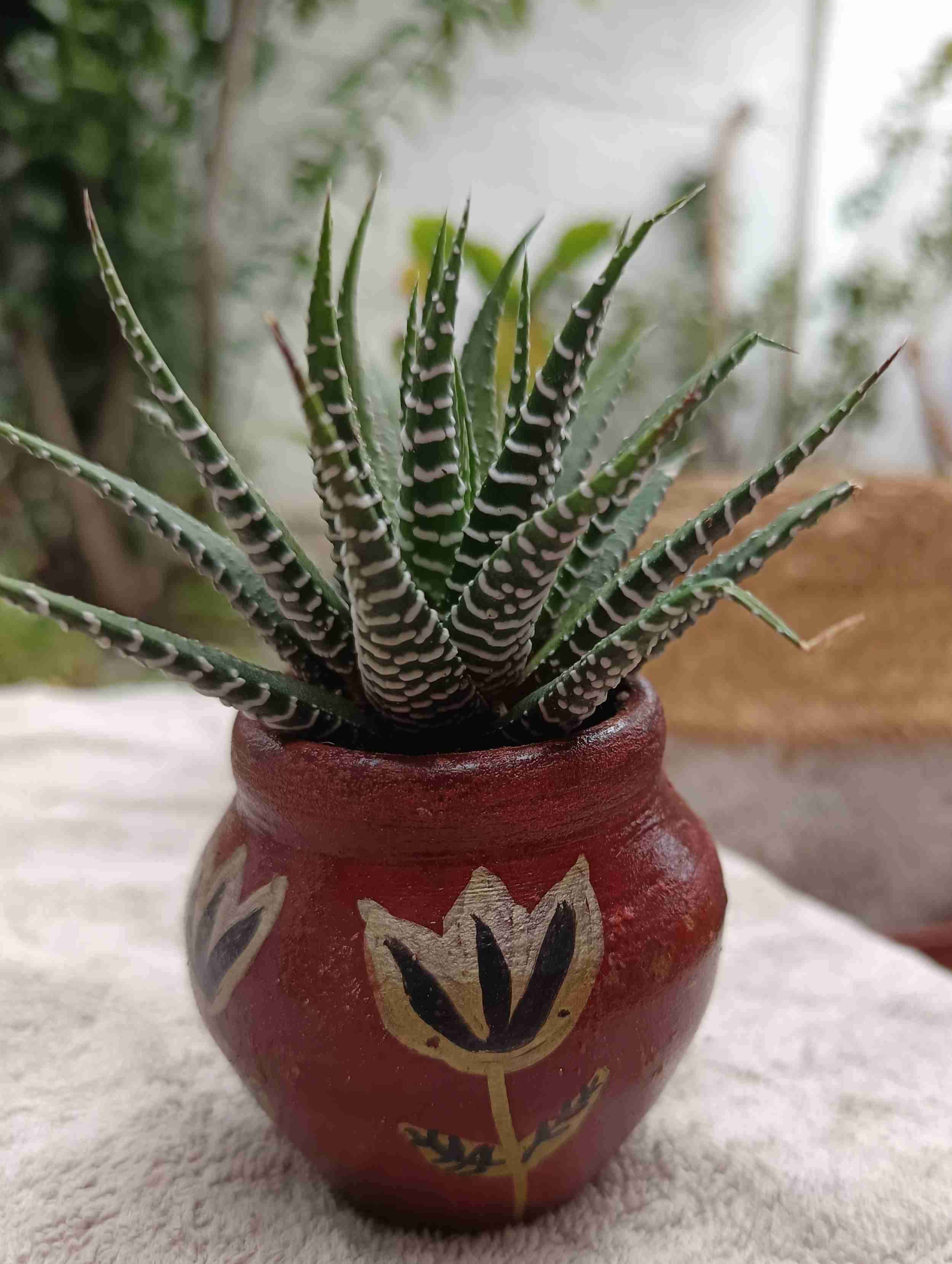 Planta suculenta con maceta decorativa. Regalo man