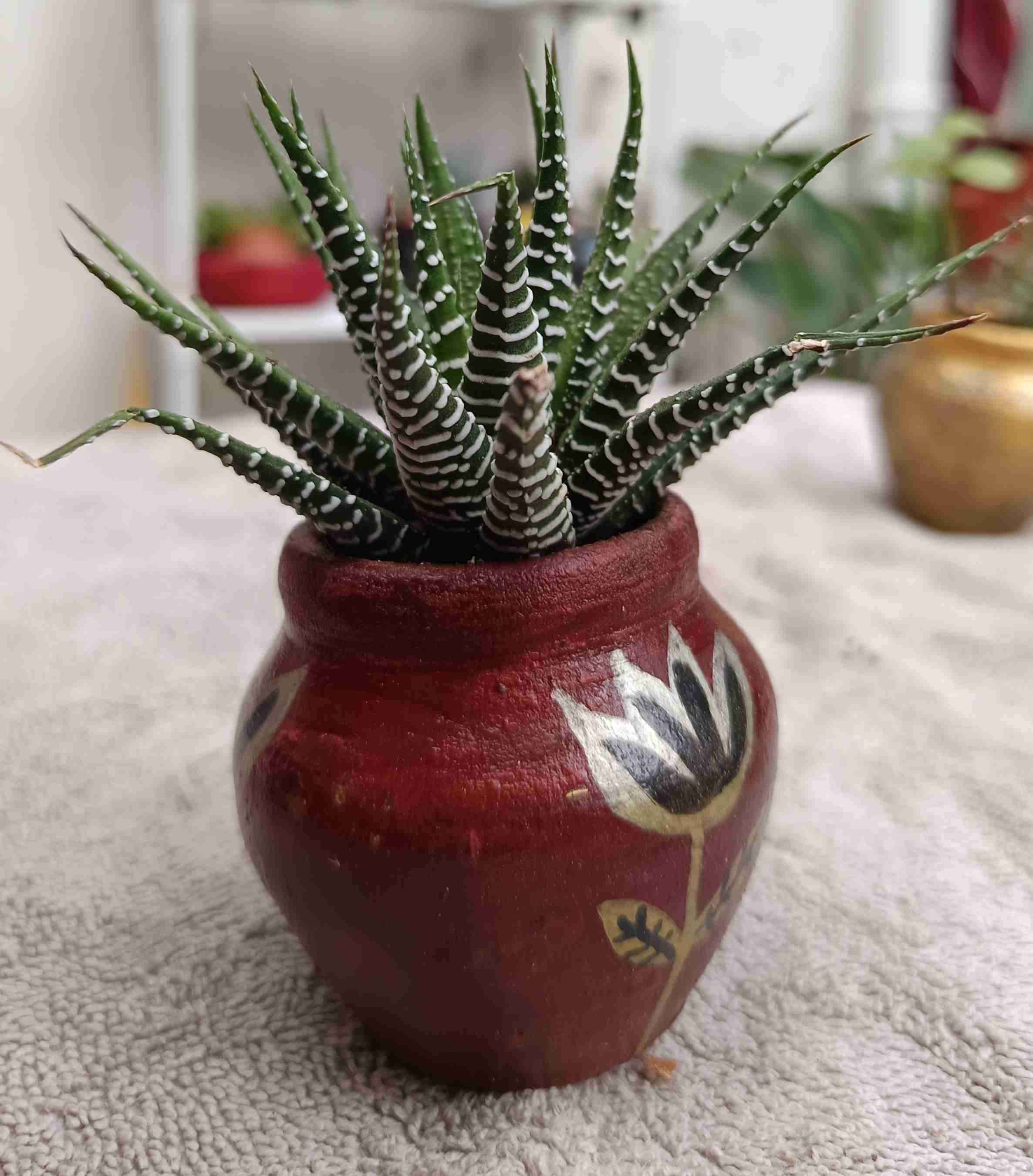 Planta suculenta con maceta decorativa. Regalo man - miniatura 2