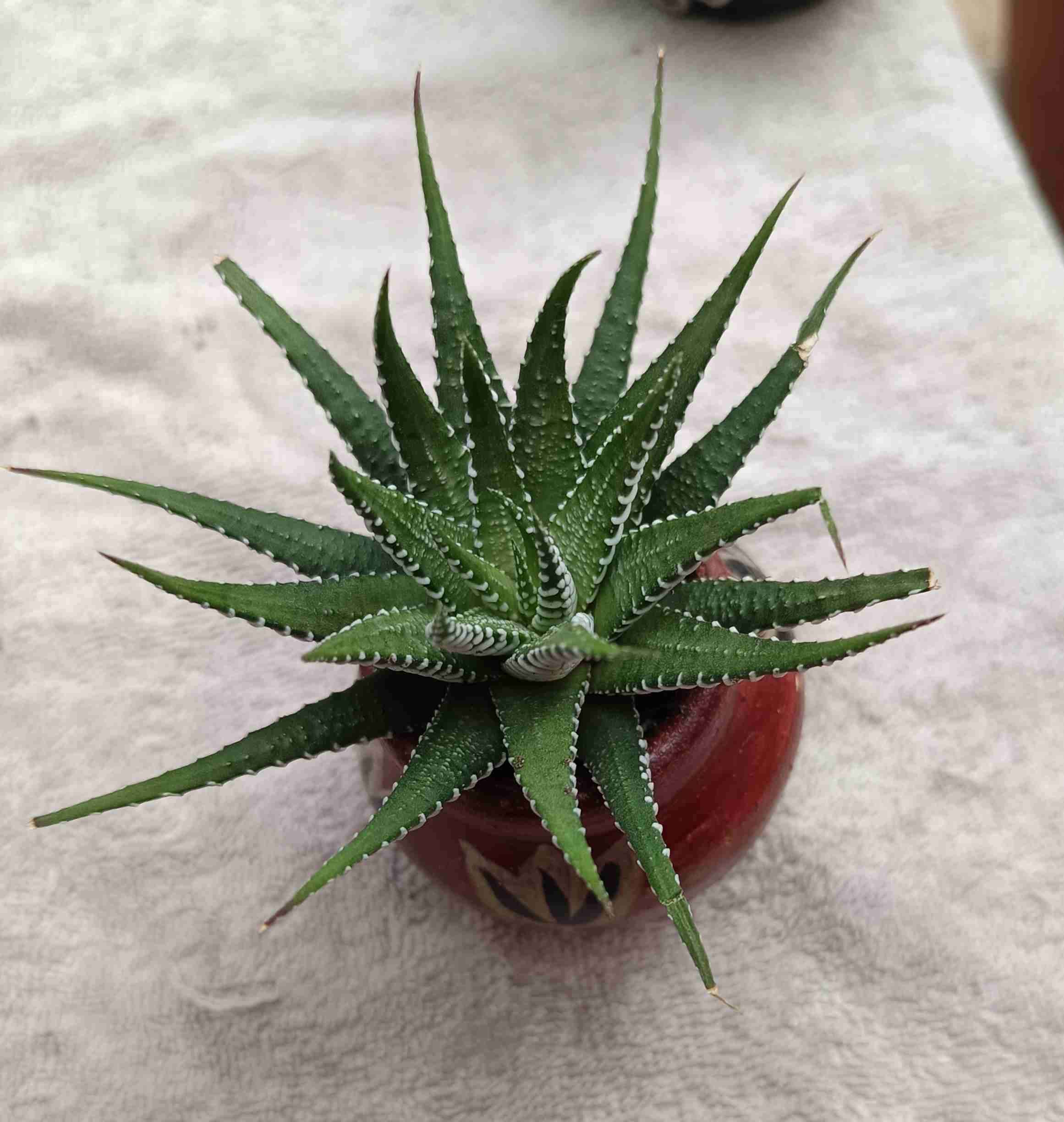 Planta suculenta con maceta decorativa. Regalo man - miniatura 3