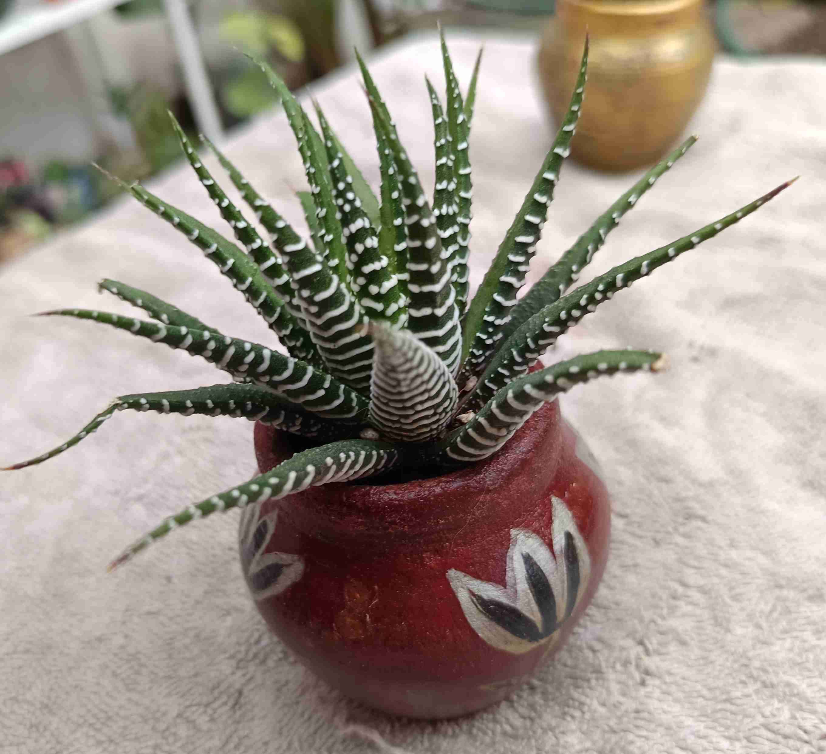 Planta suculenta con maceta decorativa. Regalo man - miniatura 4