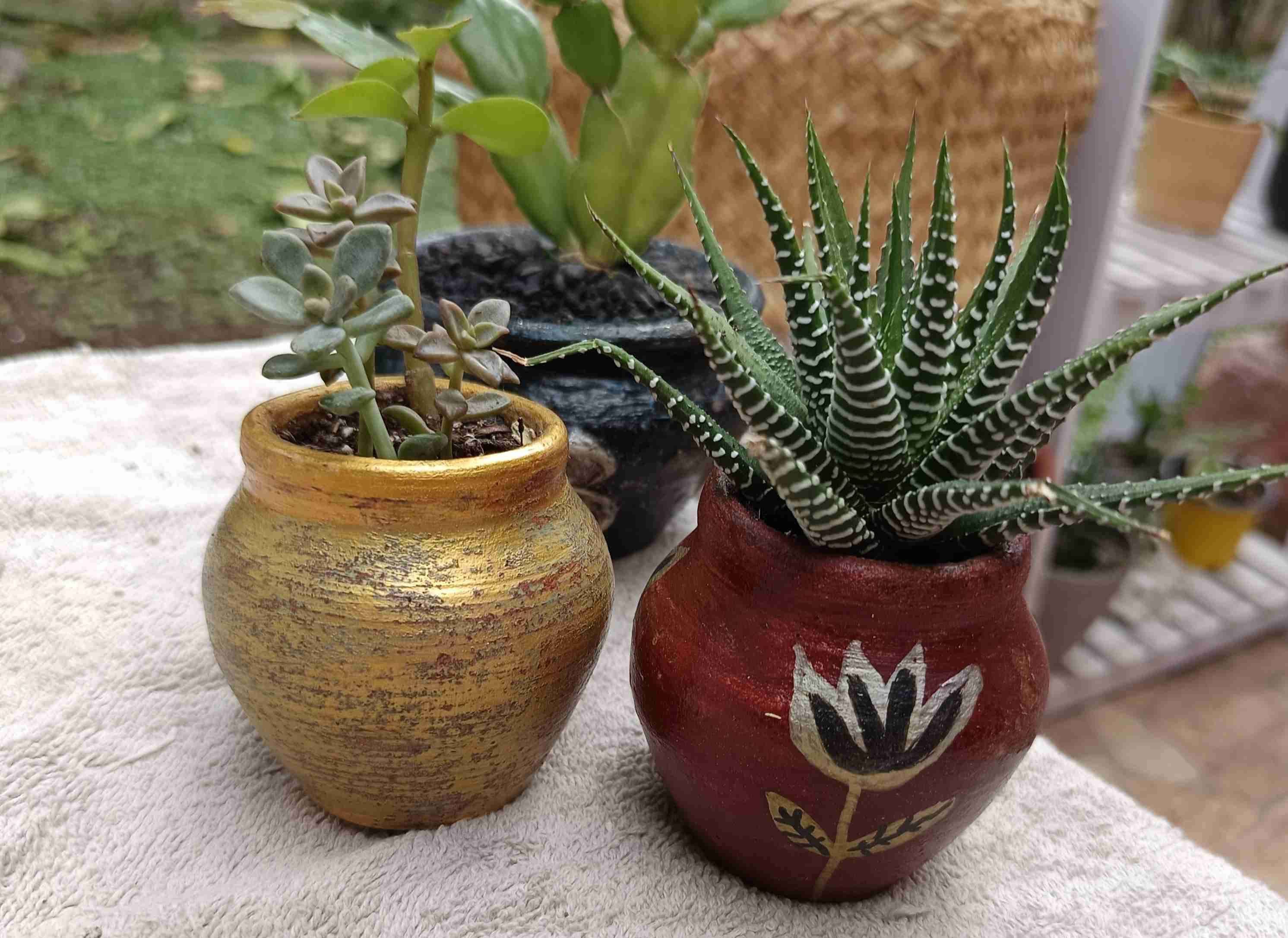 Planta suculenta con maceta decorativa. Regalo man - miniatura 5