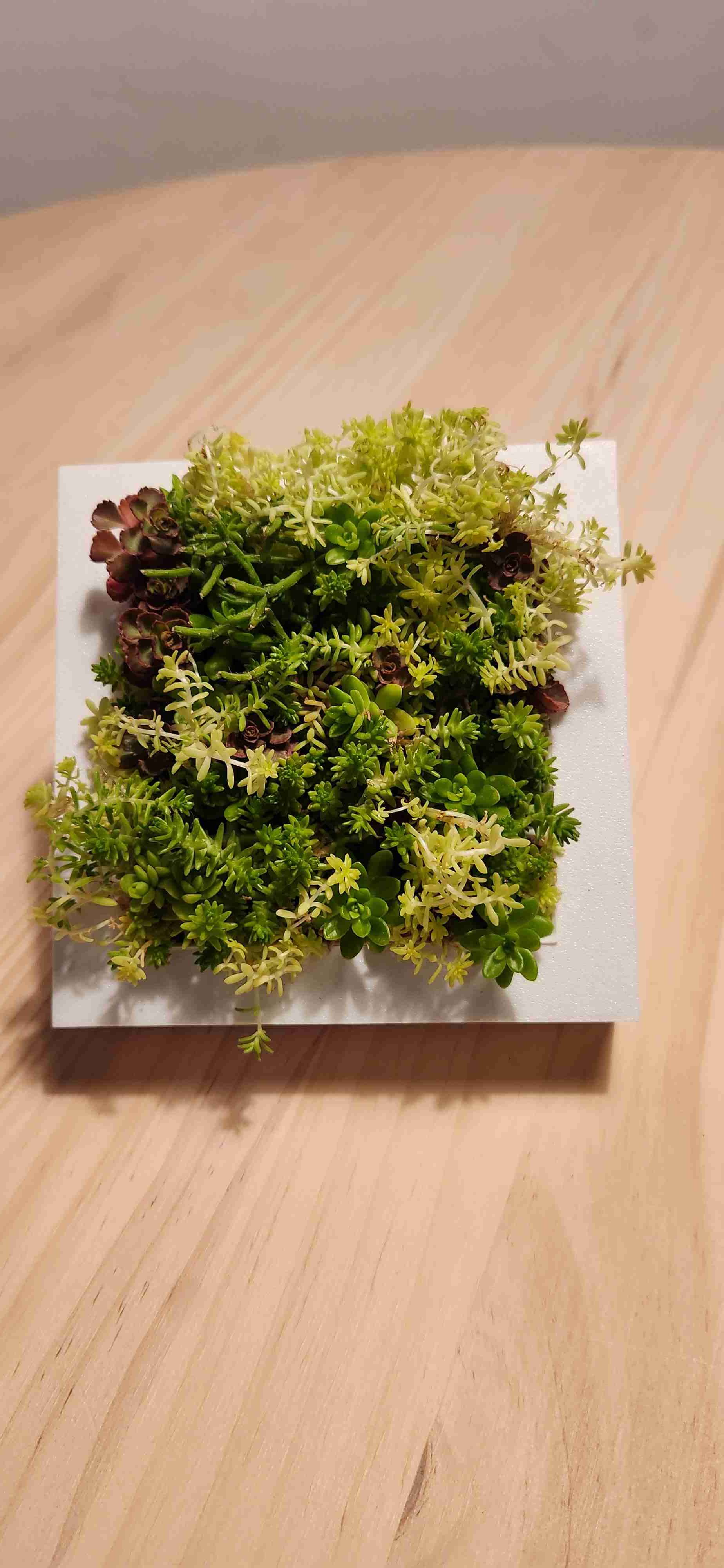 CUADRO VIVO - miniatura 1