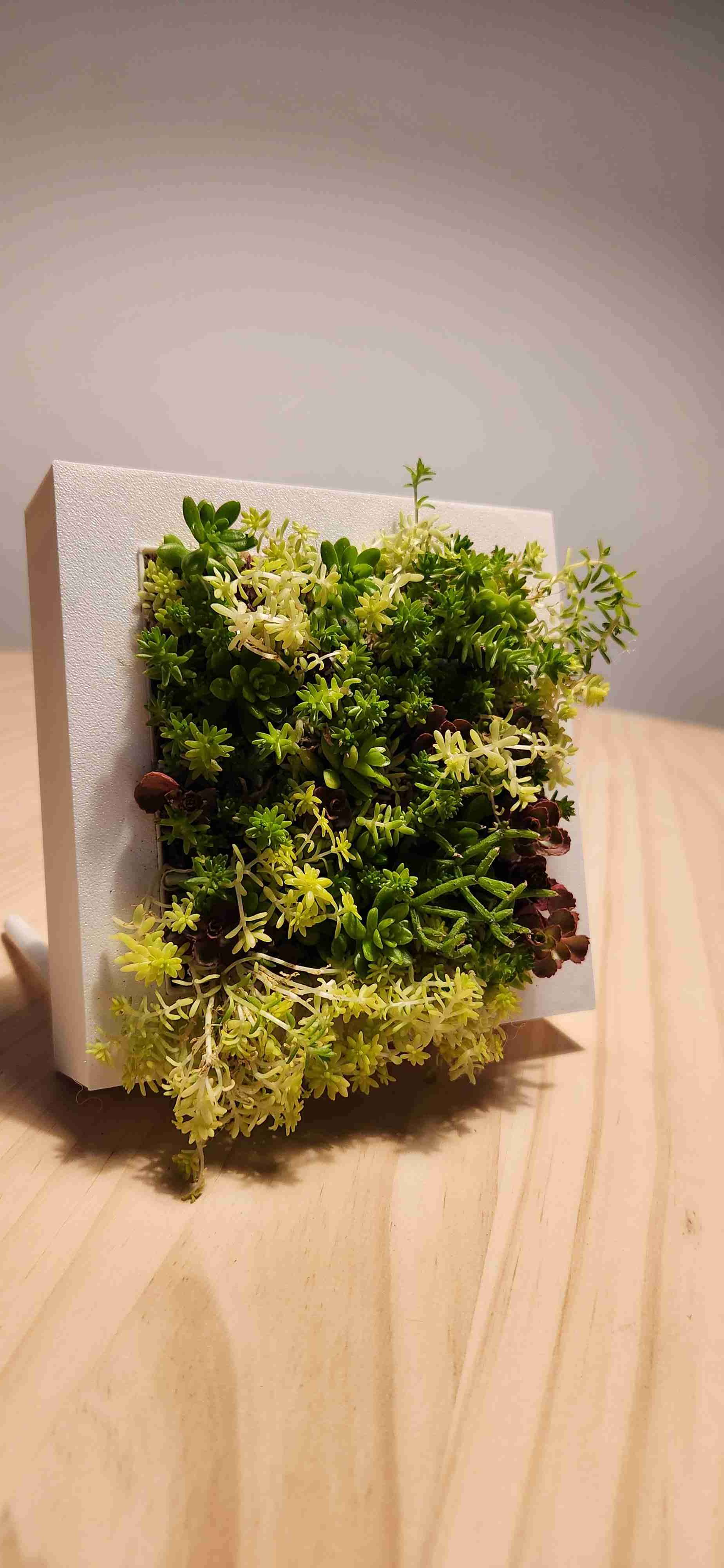 CUADRO VIVO - miniatura 2