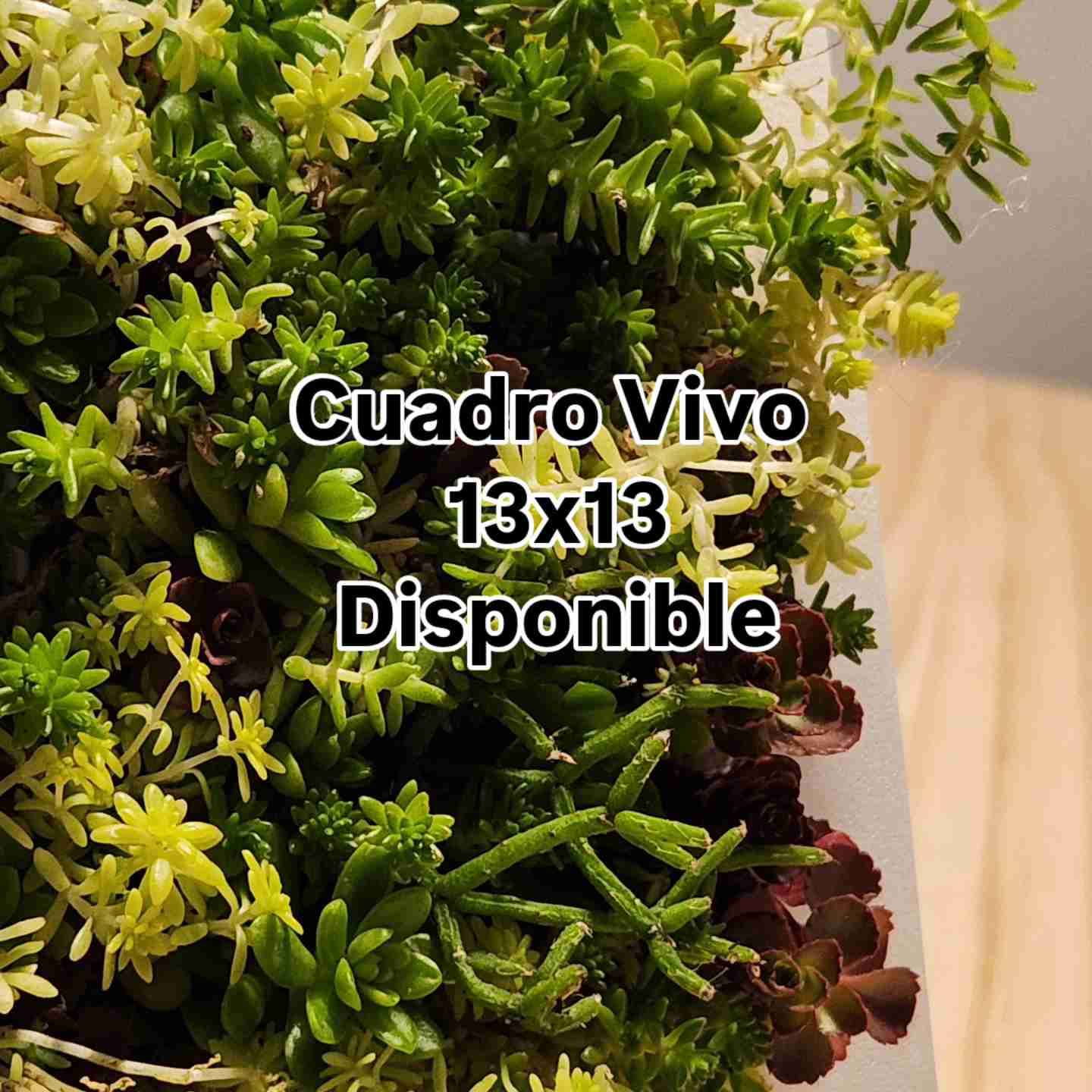 CUADRO VIVO - miniatura 3