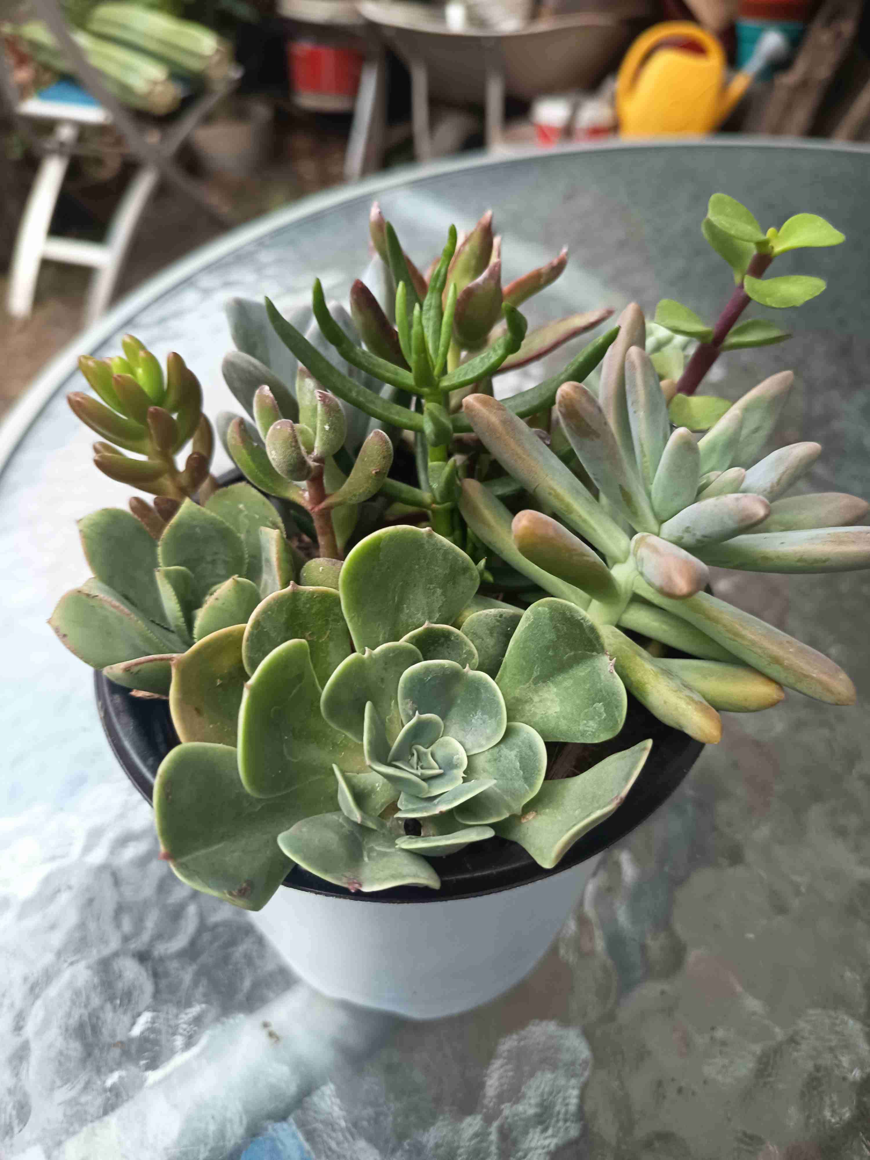 Macetero con suculentas variadas