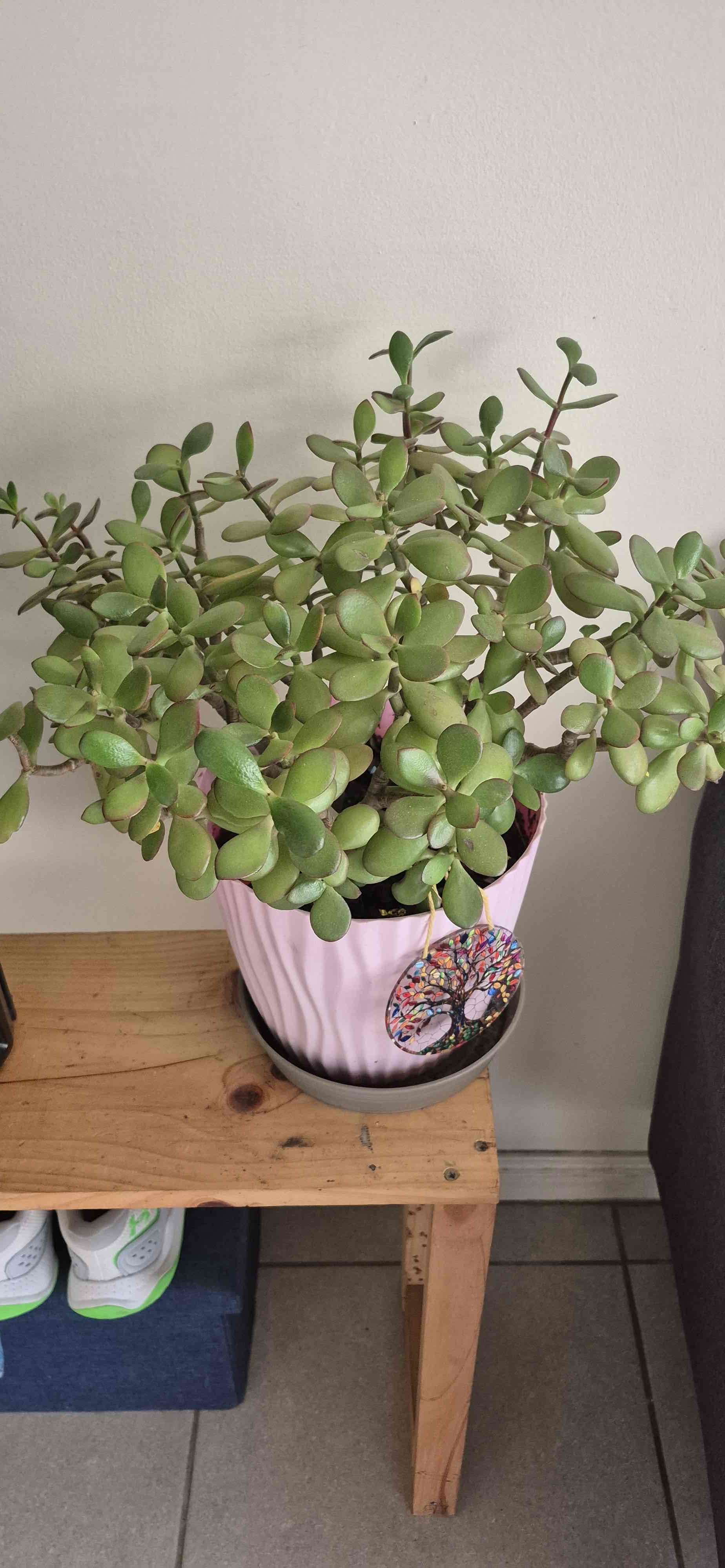 Planta suculenta en maceta rosa - miniatura 1