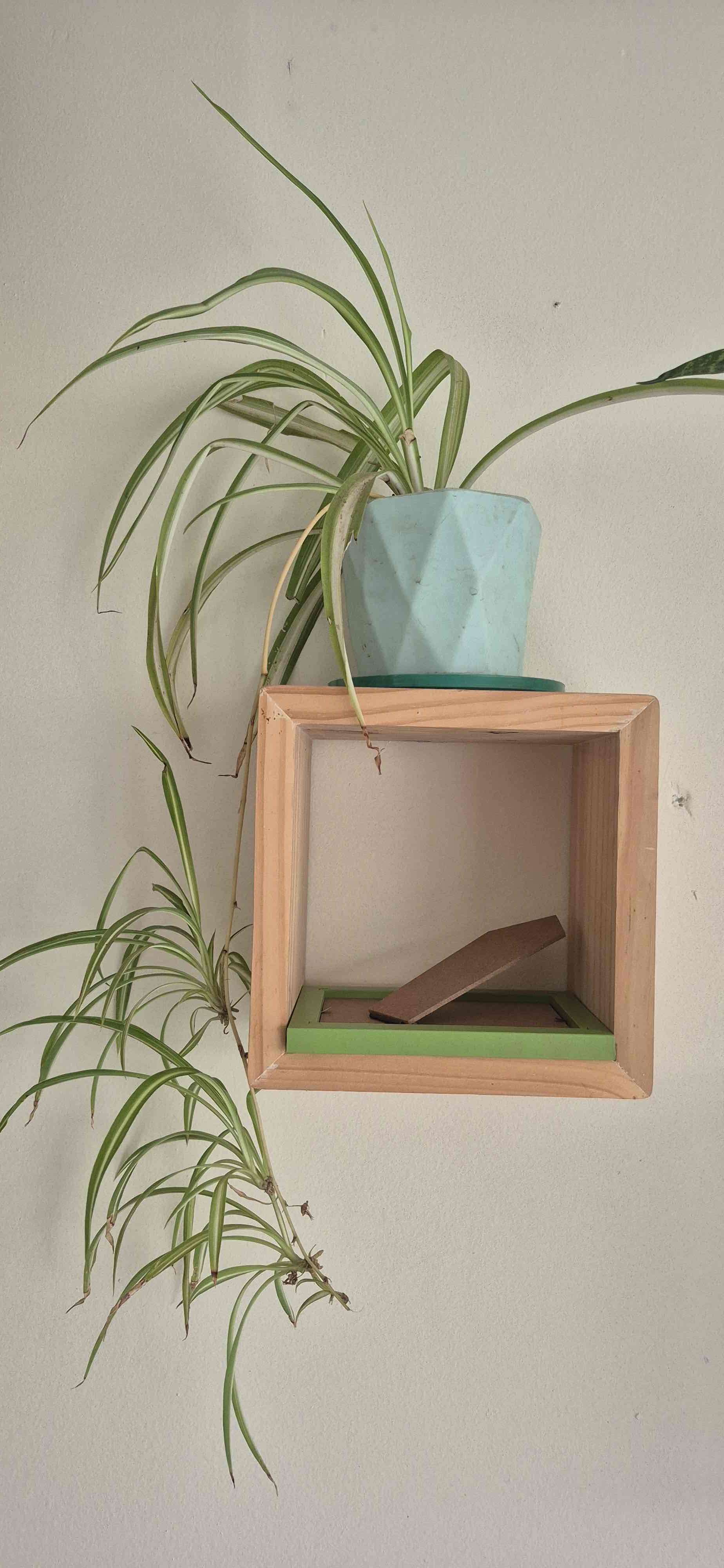 Planta suculenta en maceta rosa - miniatura 2