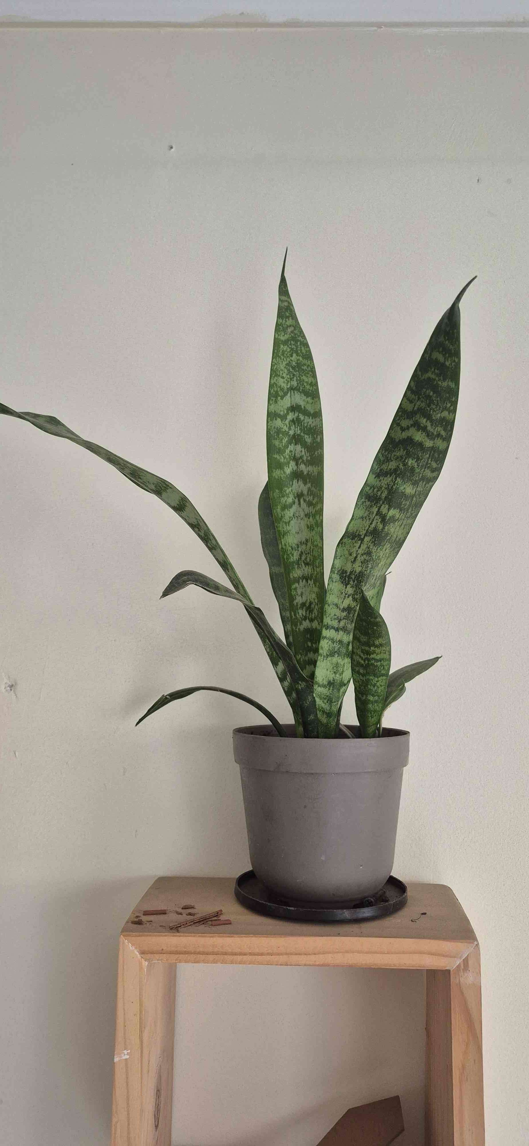 Planta suculenta en maceta rosa - miniatura 3