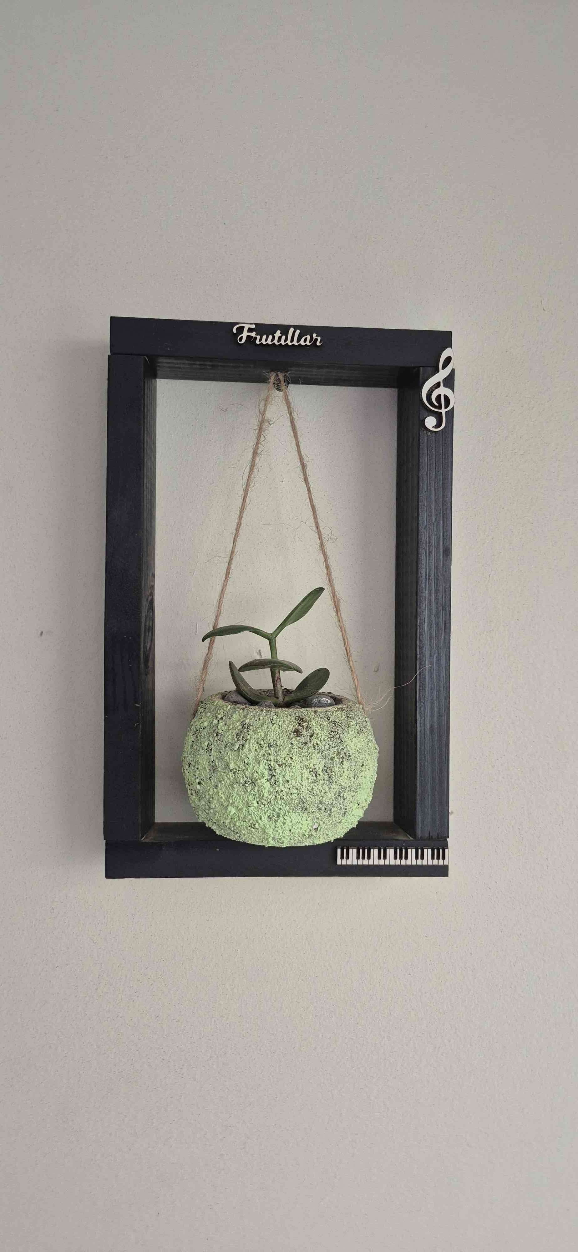 Planta suculenta en maceta rosa - miniatura 4