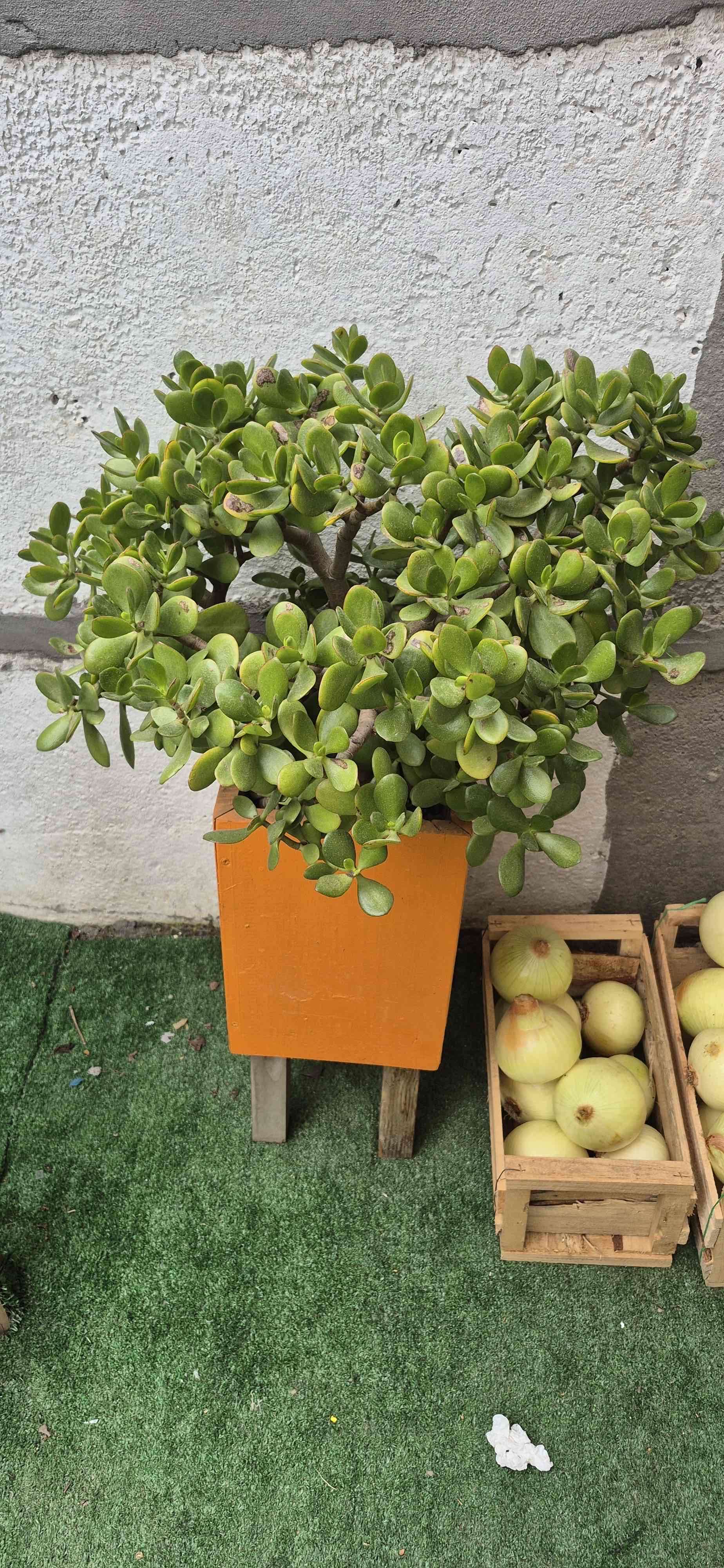 Planta suculenta en maceta rosa - miniatura 5