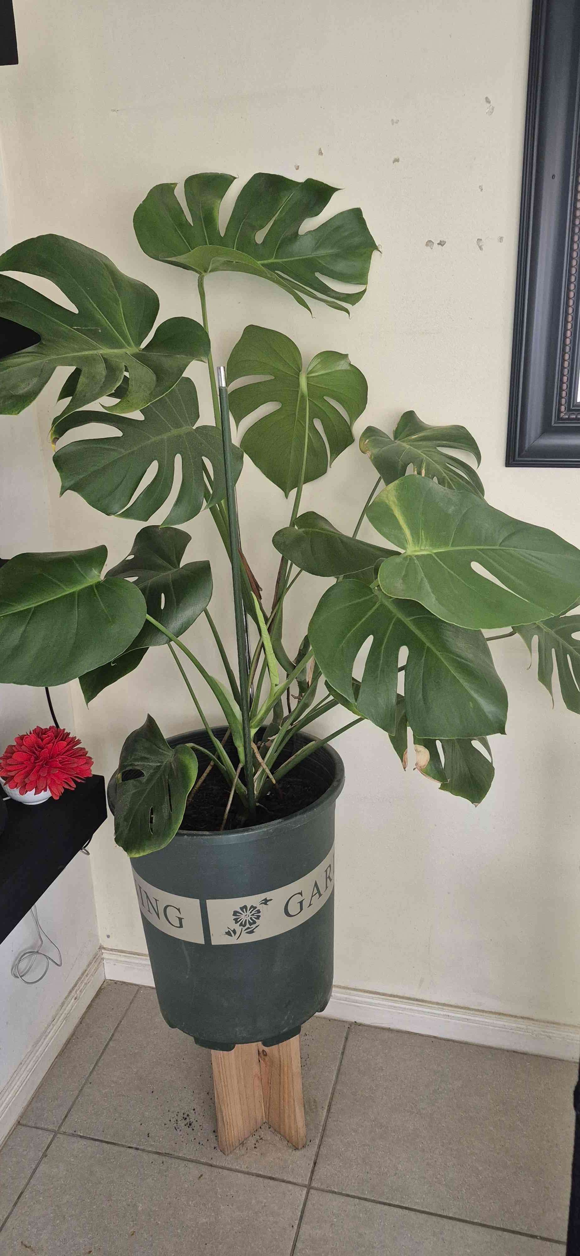 Planta suculenta en maceta rosa - miniatura 6