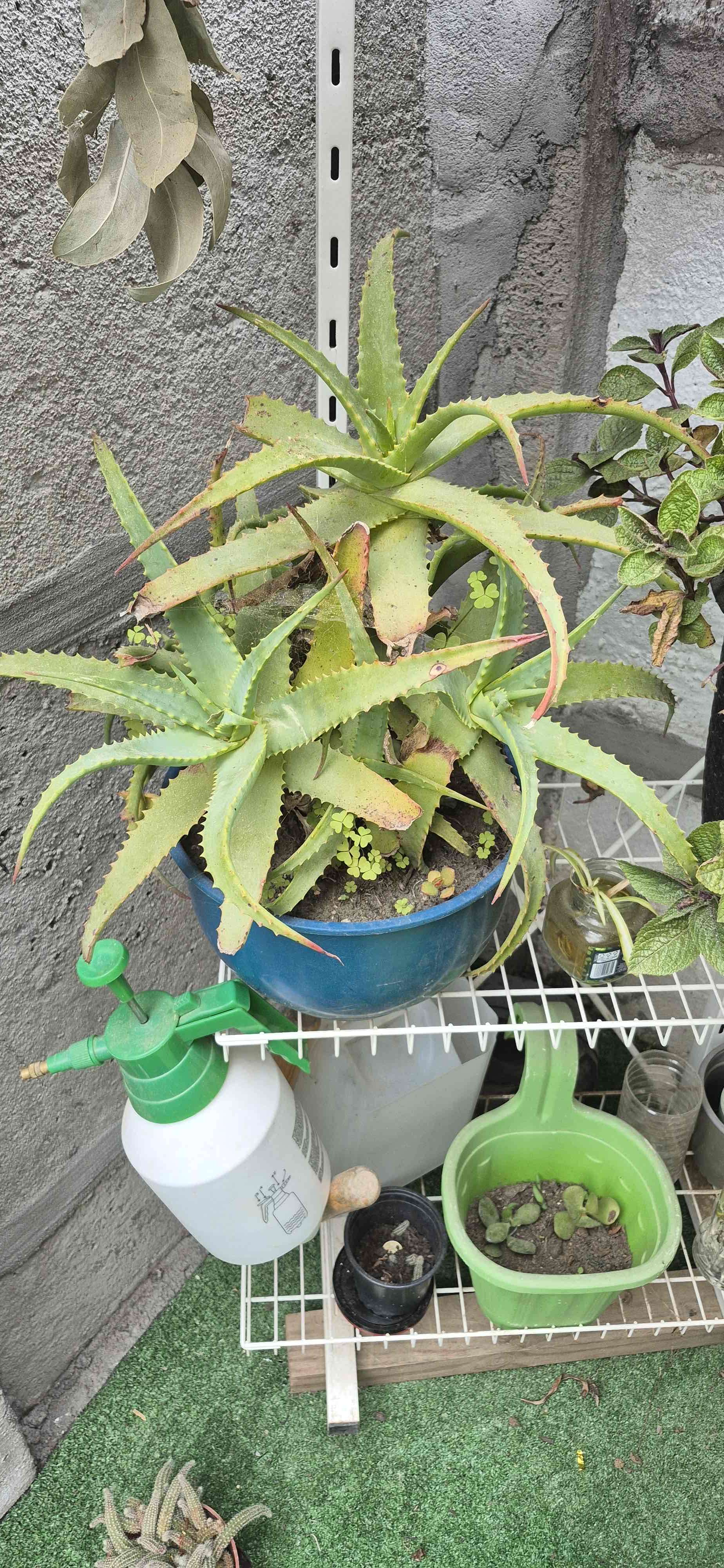 Planta de Aloe Vera en maceta - miniatura 1