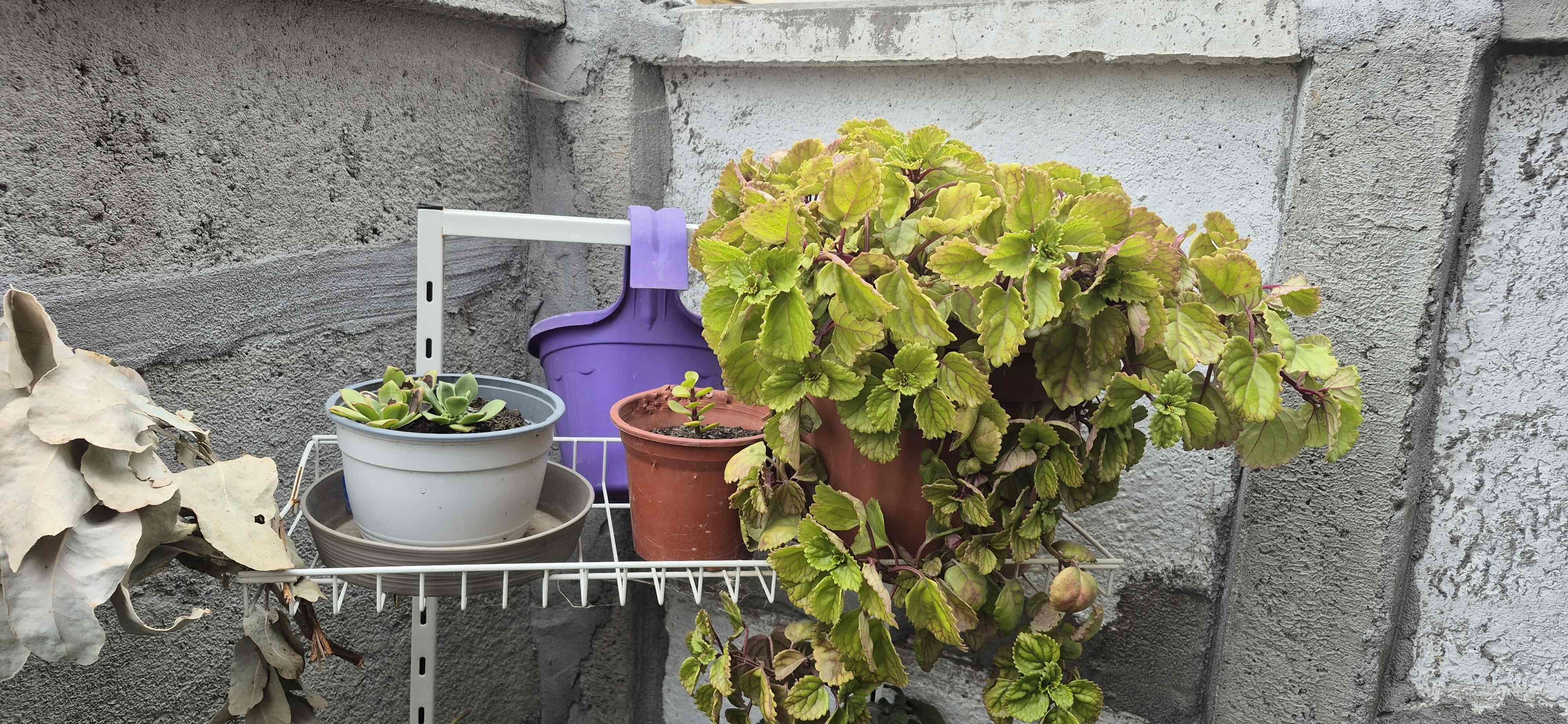 Planta de Aloe Vera en maceta - miniatura 2