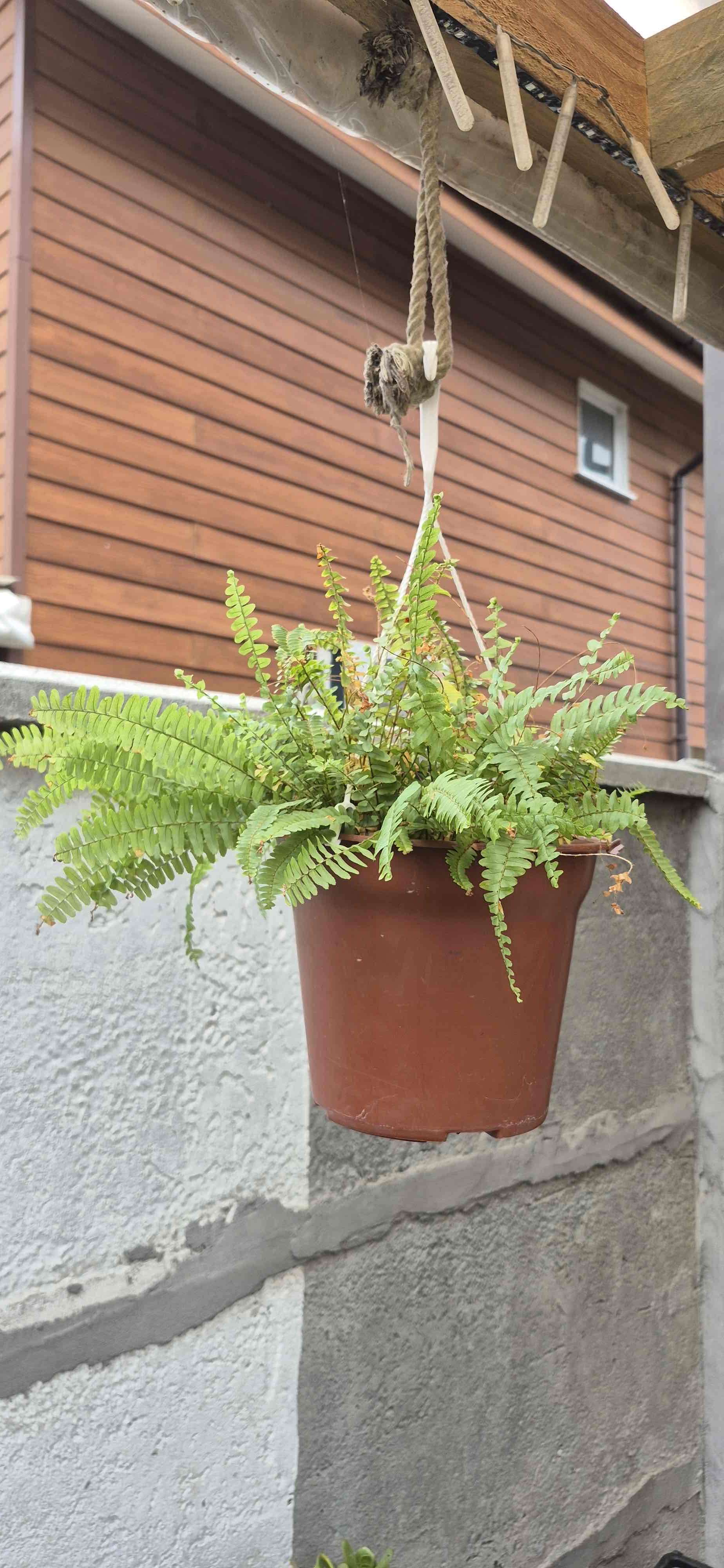 Planta de Aloe Vera en maceta - miniatura 3