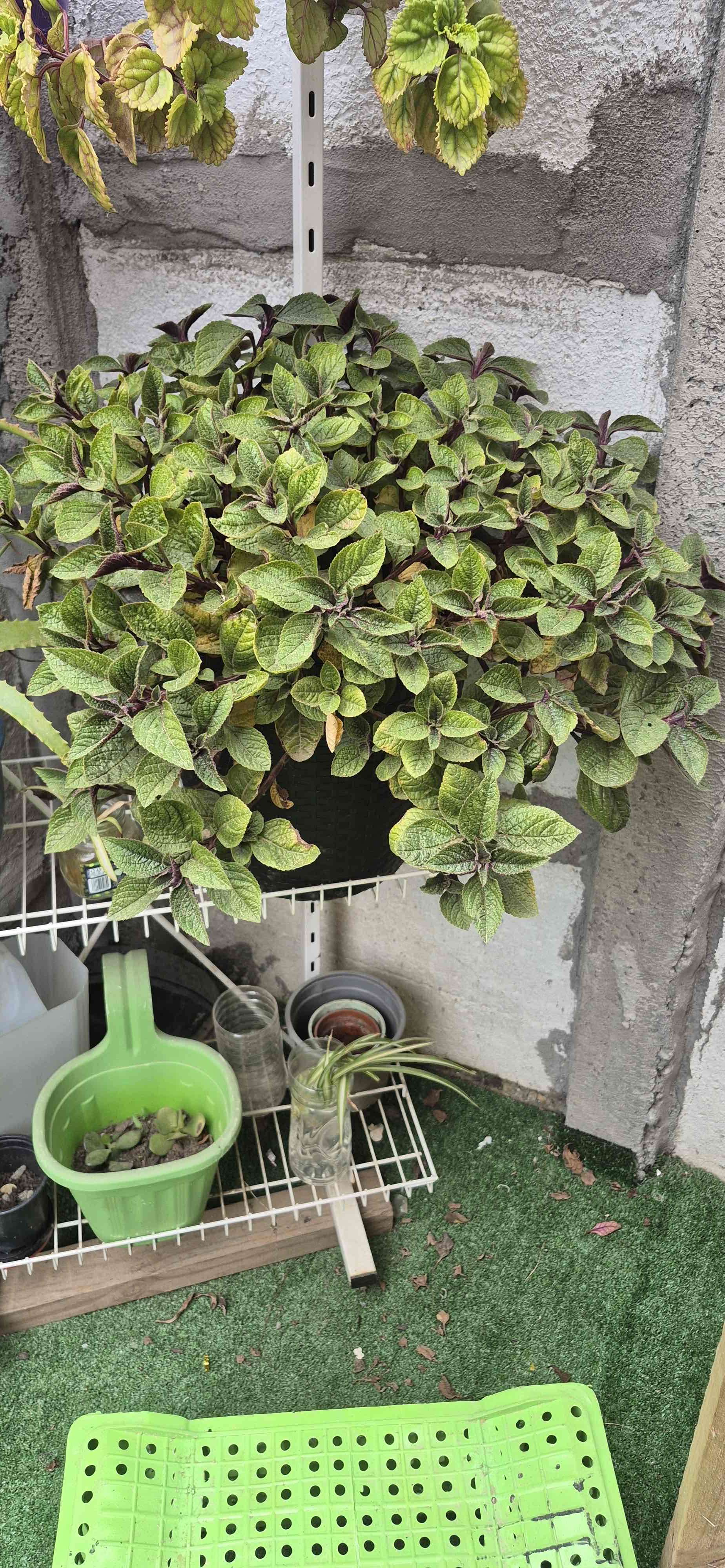 Planta de Aloe Vera en maceta - miniatura 4