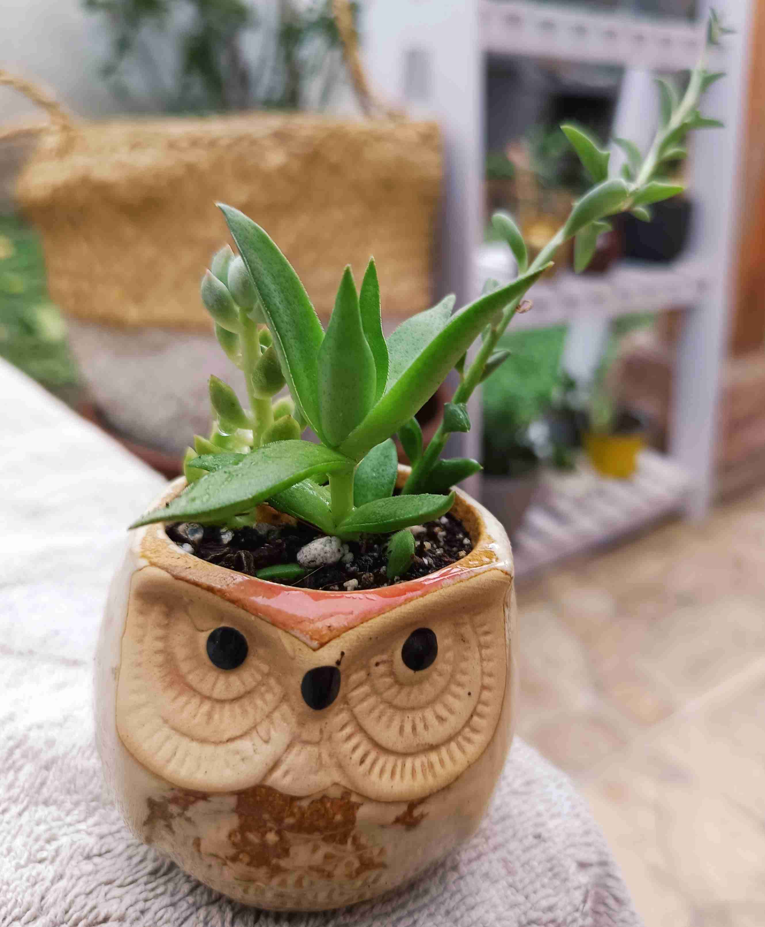 Macetero búho con suculenta. Regalo mamá - miniatura 1