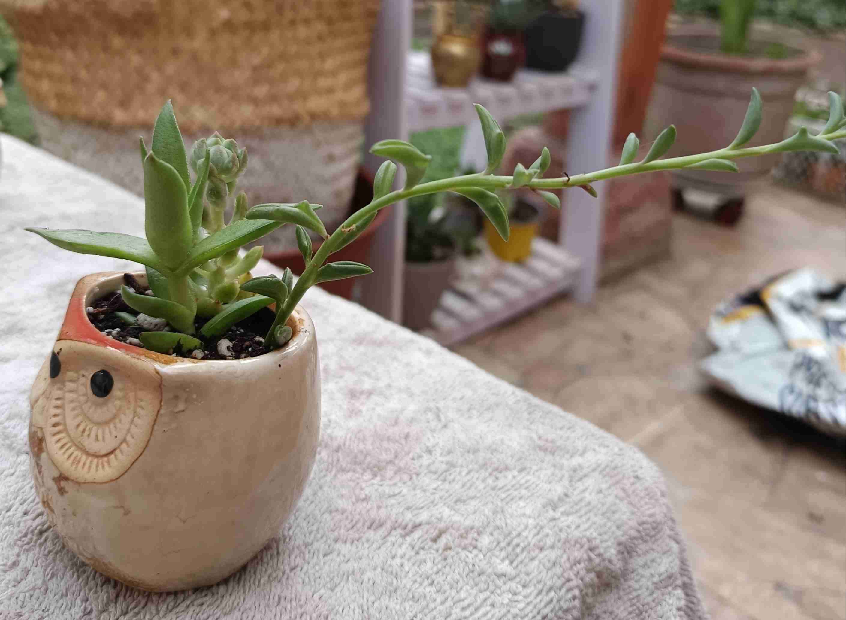 Macetero búho con suculenta. Regalo mamá - miniatura 2