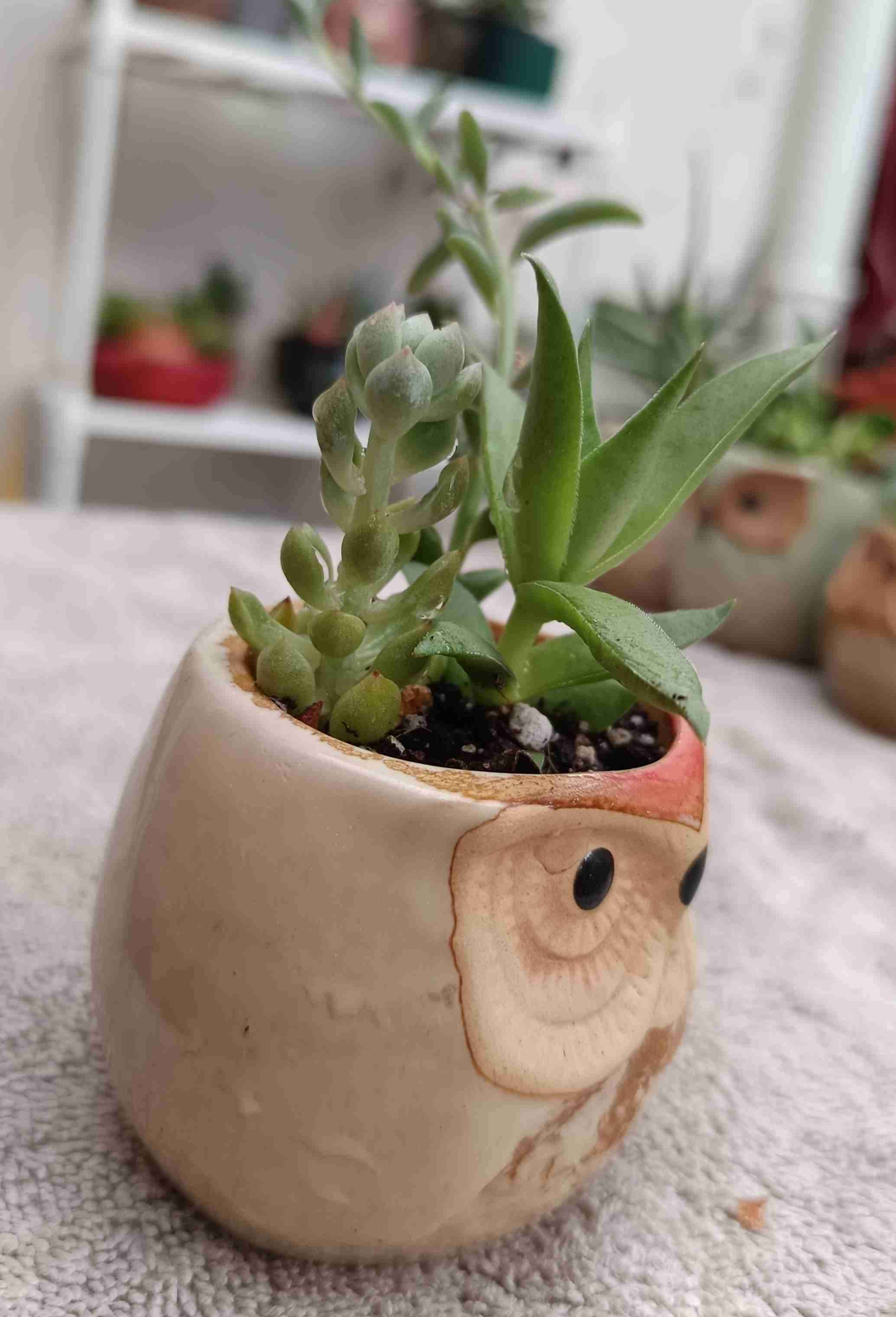 Macetero búho con suculenta. Regalo mamá - miniatura 3