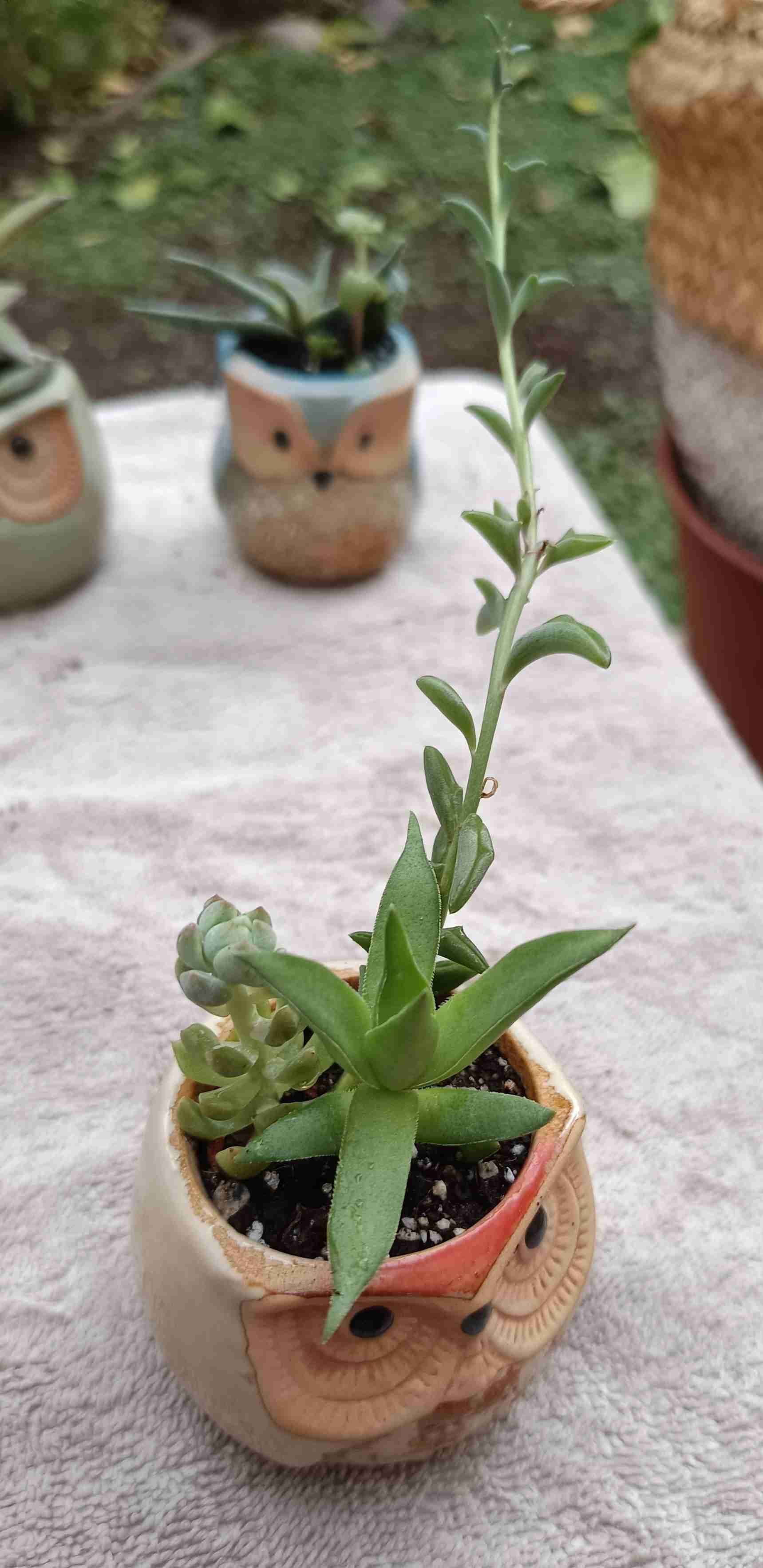 Macetero búho con suculenta. Regalo mamá - miniatura 4