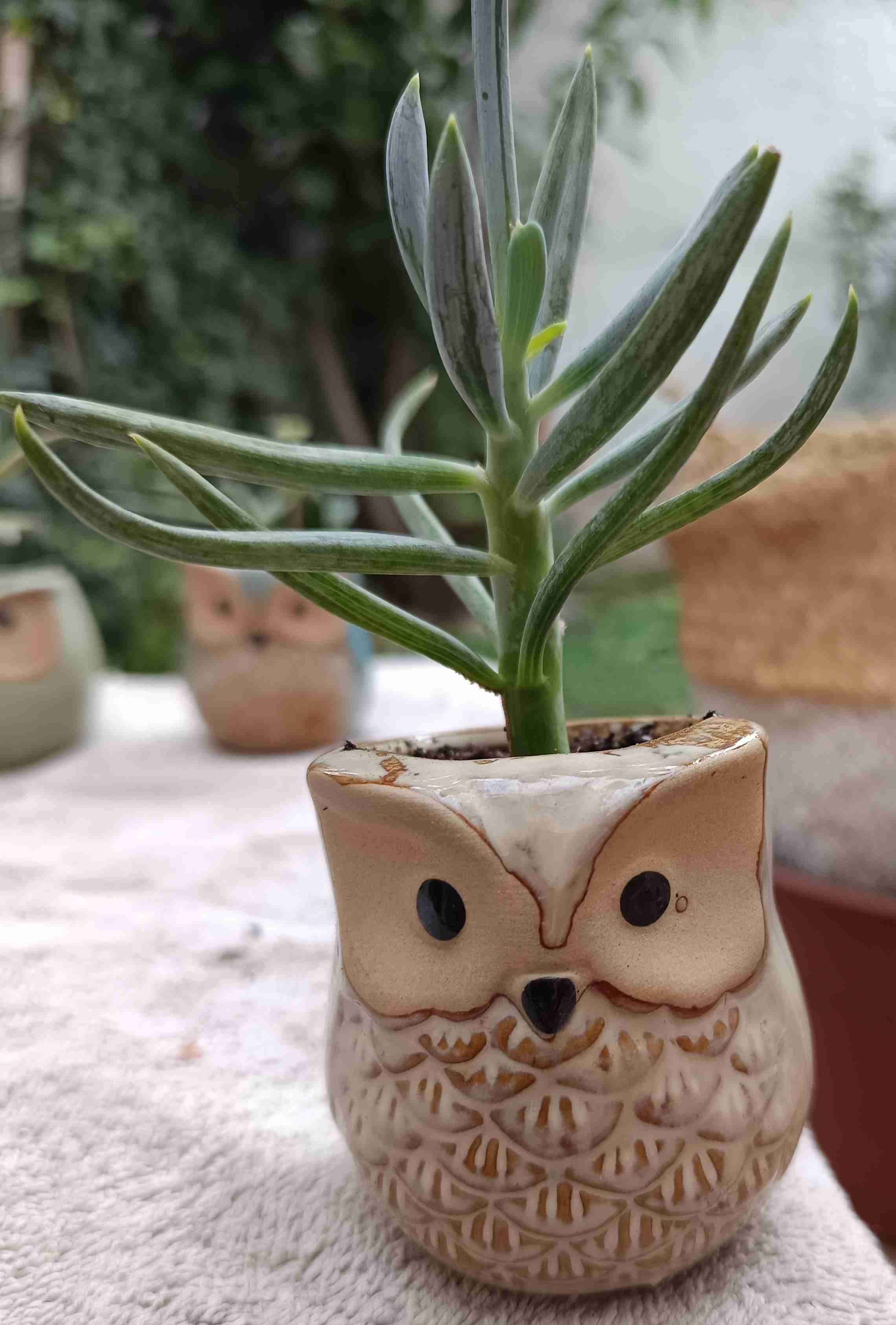 Macetero búho cerámico con suculenta Regalo mamá - miniatura 1